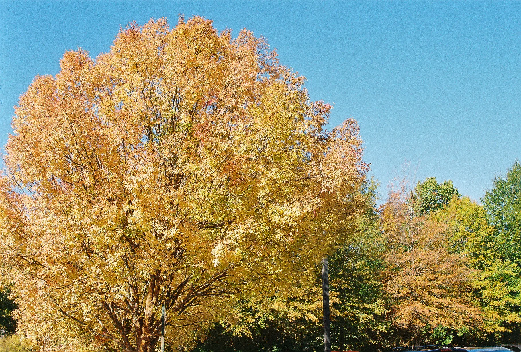 A large tree with yellow and orange leaves in autumn, against a clear blue sky.