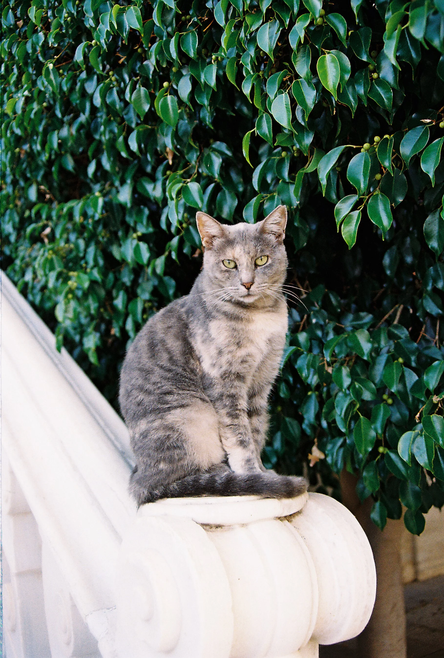 Gray cat sitting on a white stone ledge with a lush green leafy hedge in the background.