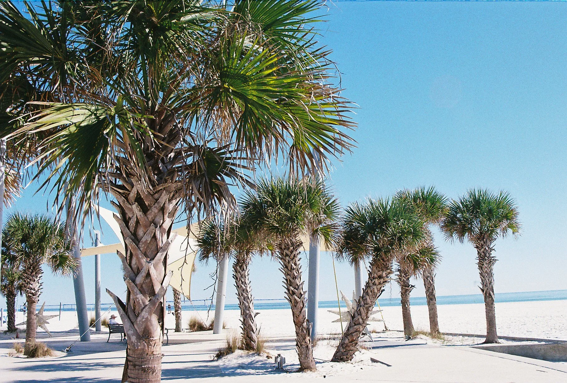 Beach scene with palm trees, sandy shore, clear blue sky, and ocean in the background.