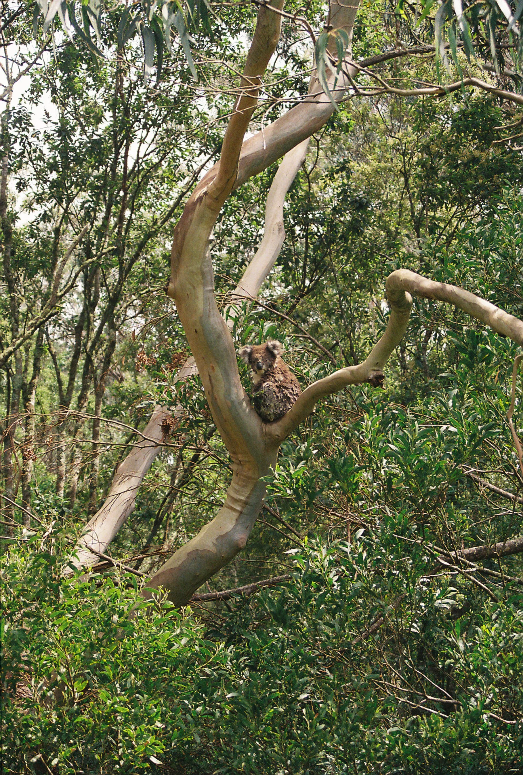 Kangaroo sitting on tree branch in a dense forest