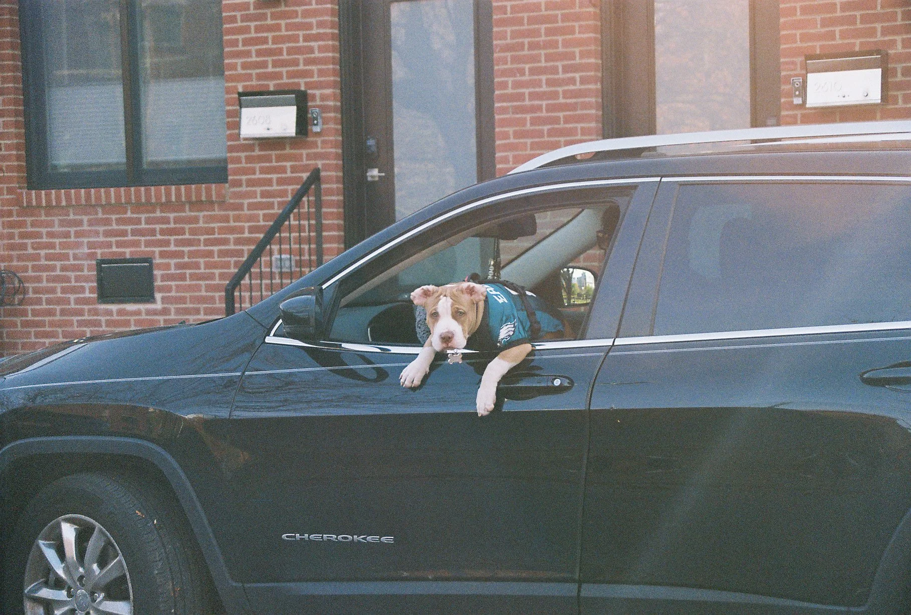 A puppy leaning out of the driver's side window of a black Jeep Cherokee parked in front of a brick building.
