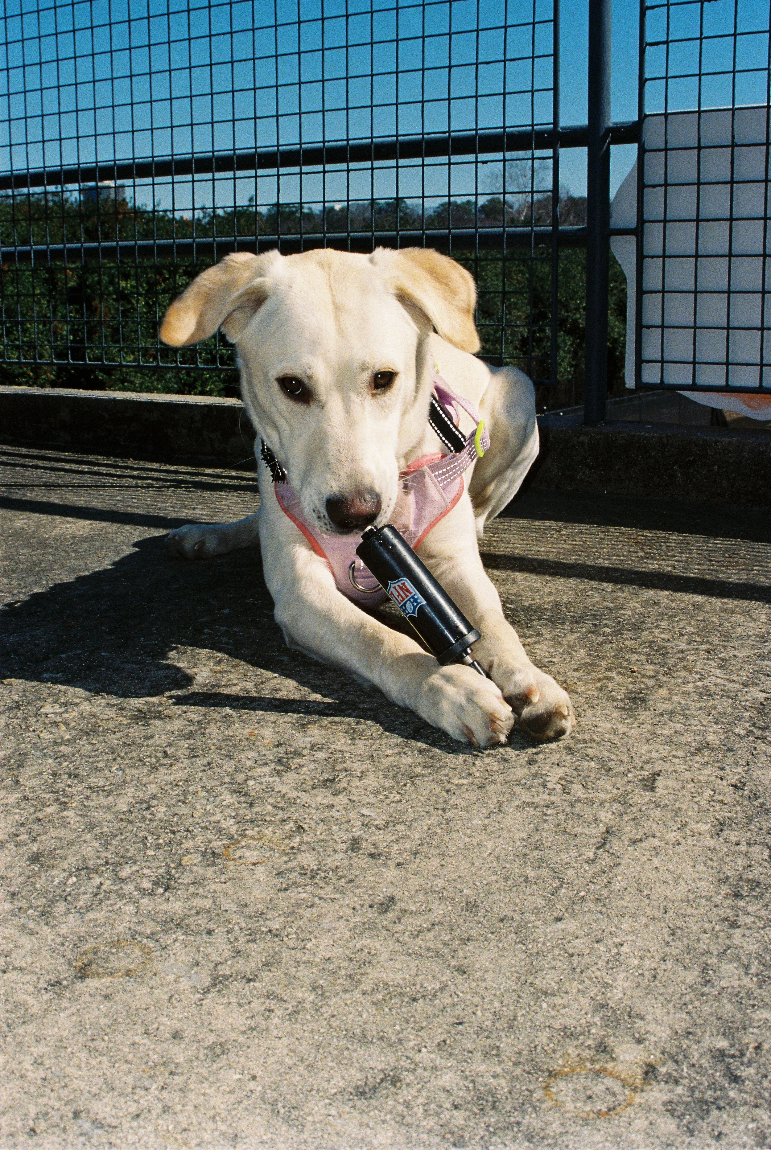 16. Bitsy Grant_#3.jpg