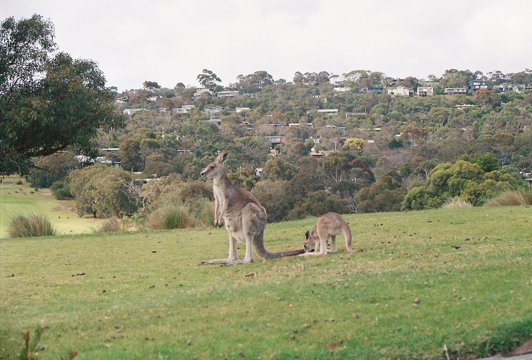 Two kangaroos on a grassy field, with one sitting and the other grazing near it, and a suburban hillside with trees and houses in the background.
