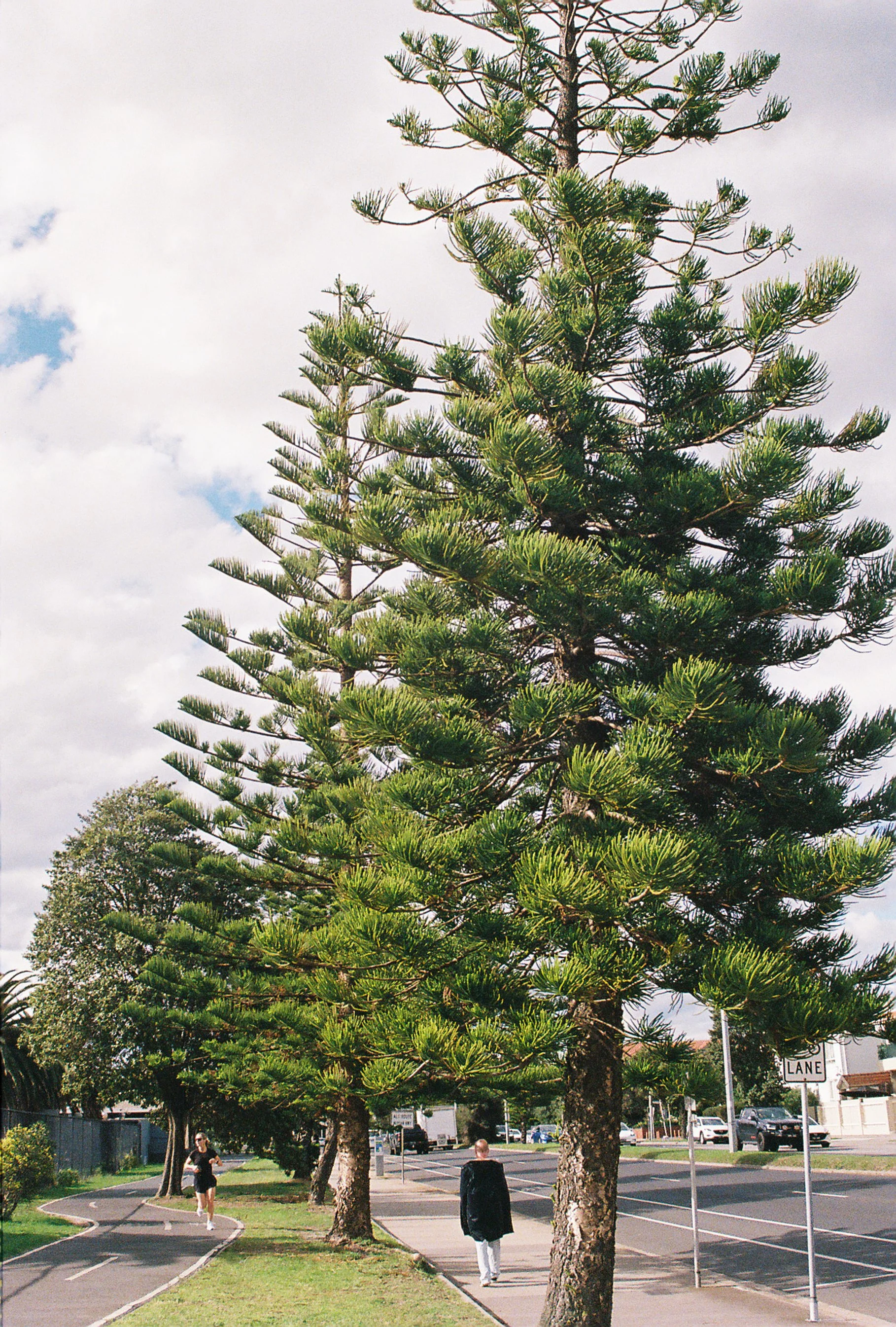 Tall pine trees along a sidewalk with two pedestrians walking, one wearing black and the other in white, in a suburban area with parked cars and a cloudy sky.