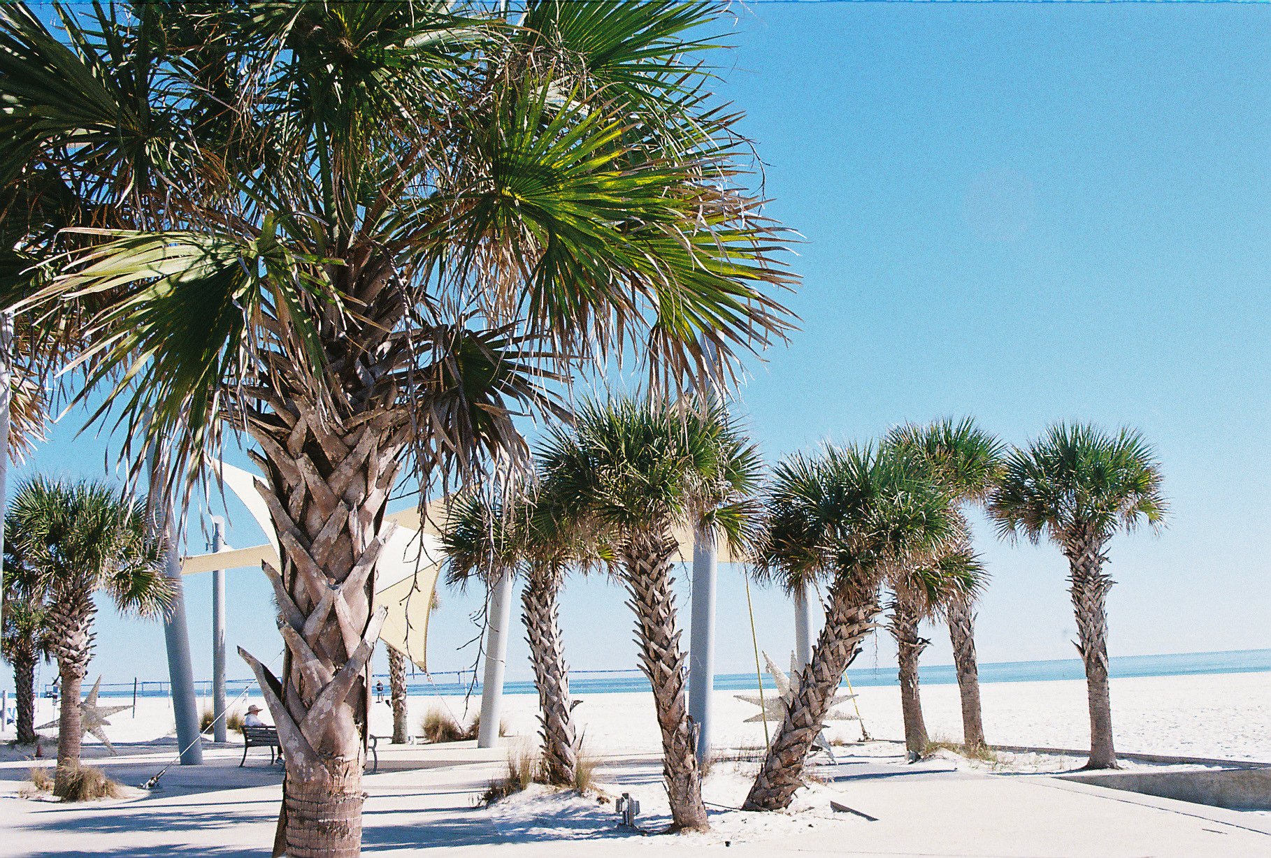 Beach with palm trees, sand, and a clear blue sky.