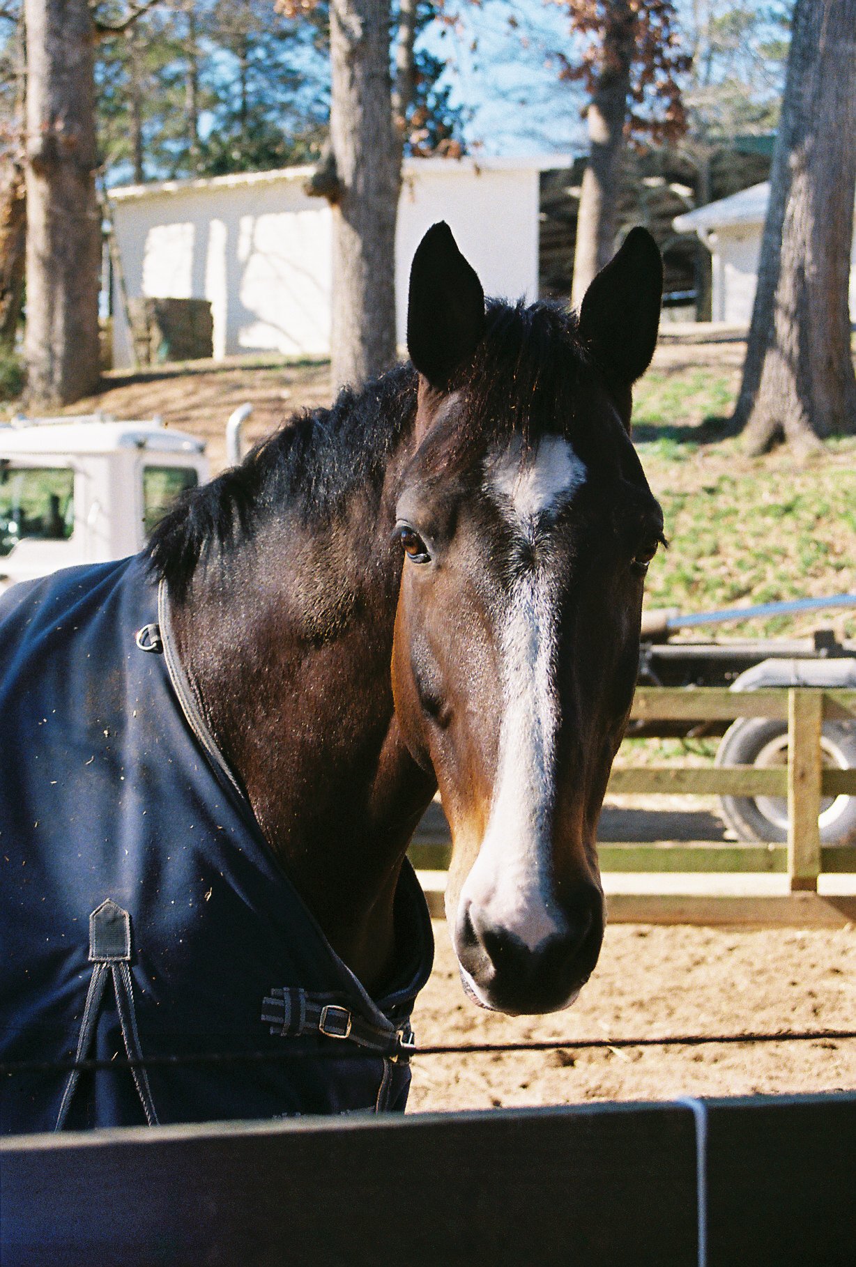 24. Chastain Horses_#1.jpg