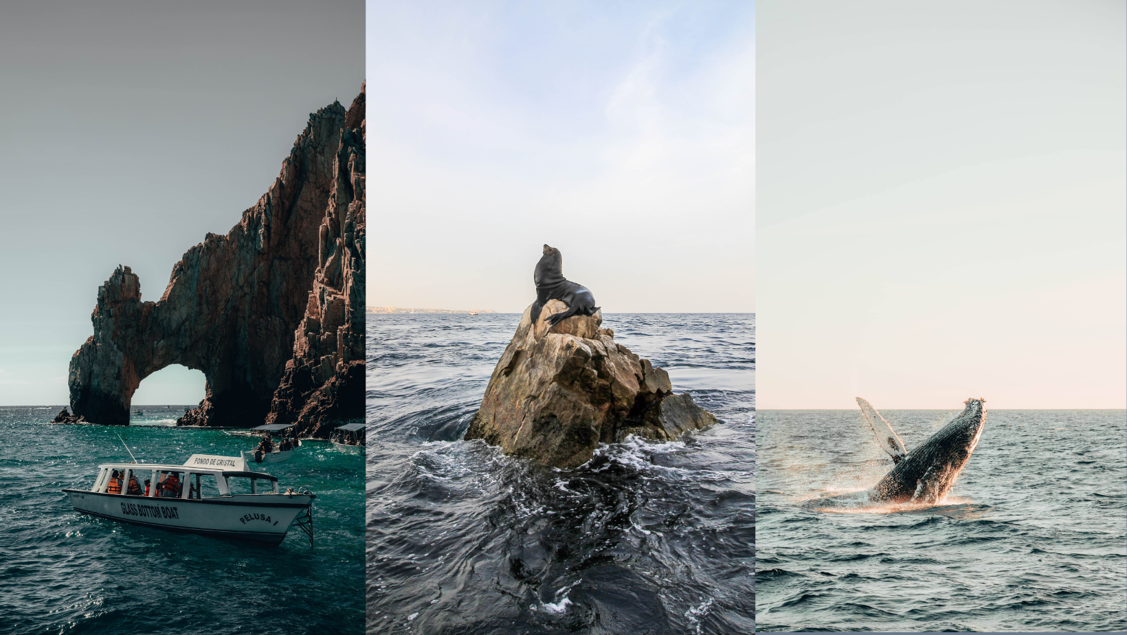 A boat tour of the arch, a sea lion sun bathing on the rock and a whale breaching from the ocean. You can really see it all in Cabo San Lucas