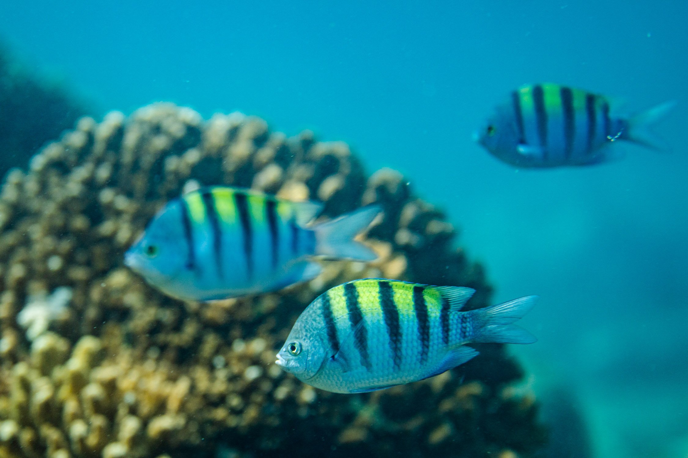 Fish at Santa Maria Beac penthouse stay rental for luxury vacation 5 star hotel and resort. 