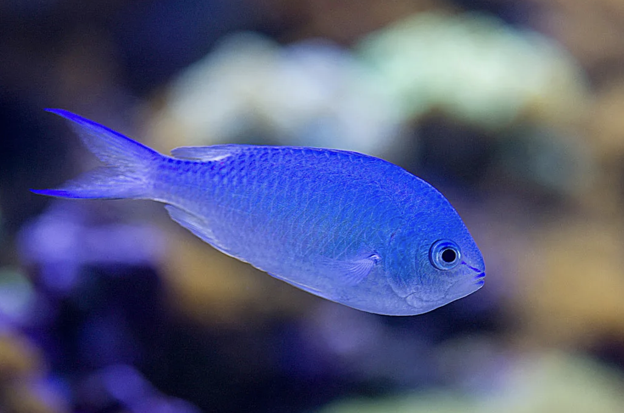 Blue Damsel fish in Chilean bay Beach in Cabo San Lucas Snorkelling fun vacation rental calm amazing beach