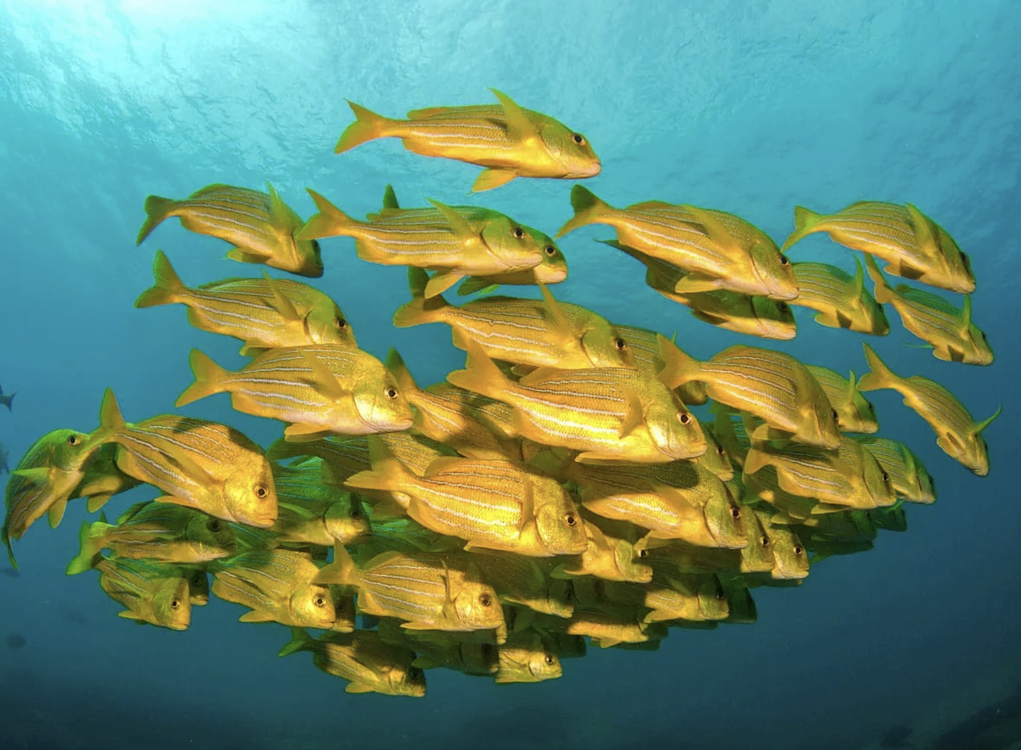 Yellow port fish seen at Chileno Bay Beach in Cabo San Lucas Los Cabos Mexico swimmable beach family fun 