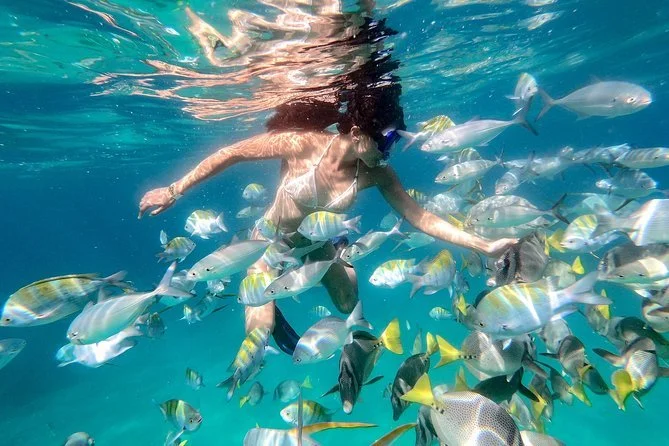 Person Snorkelling near Pelican rock at lands end with tons of fish around her. 