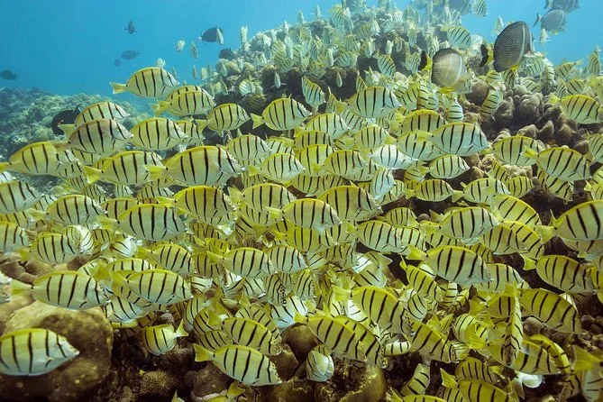 Santa Maria Bay for snorkeling awesome fun with family and friends couples adventure 5 star five star vacation rental in cabo san Lucas los Cabos