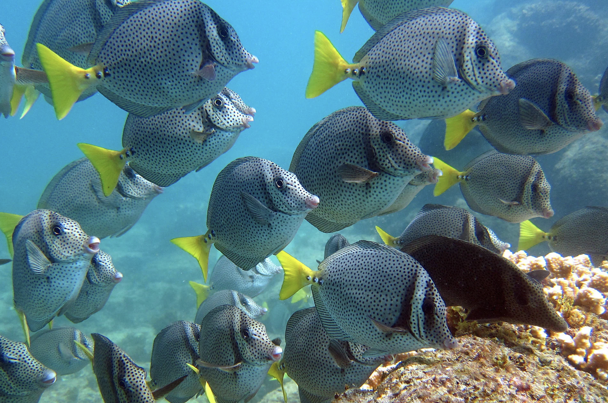 Girl snorkeling through bright organge fish having a great time at Santa Maria Beach in Los Cabos 
