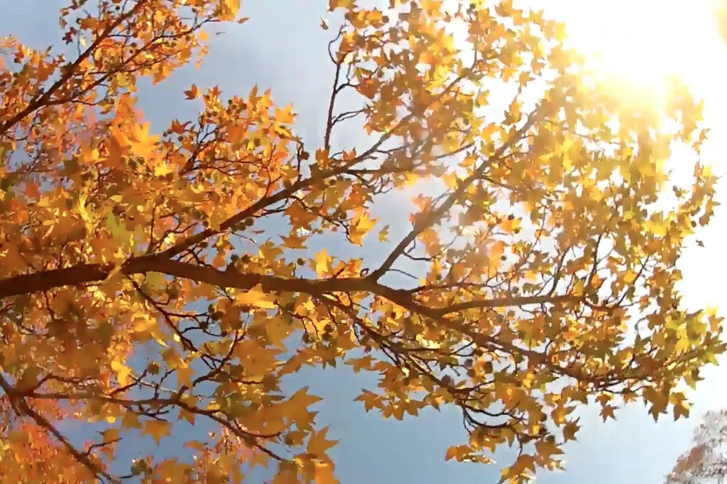 Different People, Same Dream