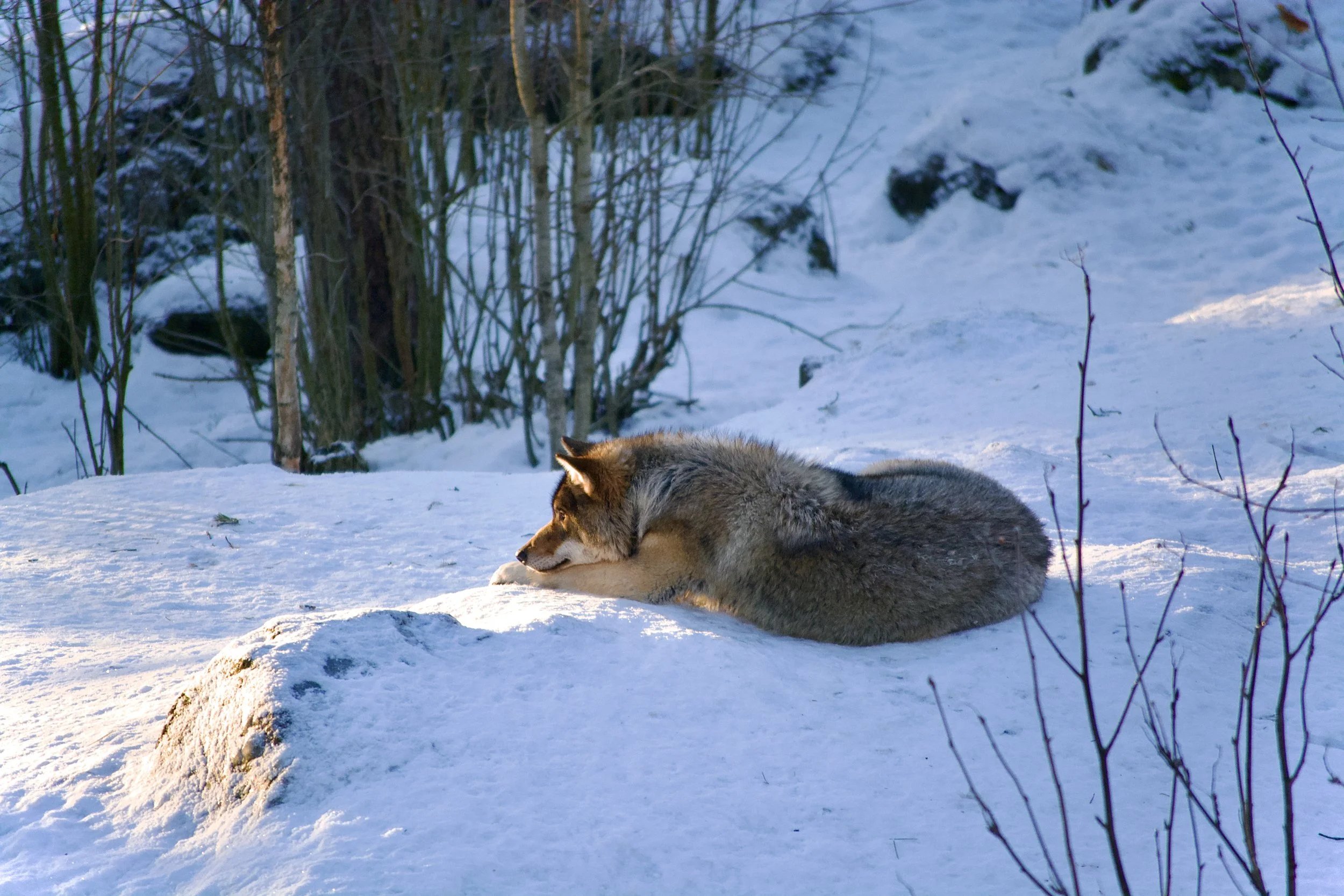 FINLANDIA 3.jpg