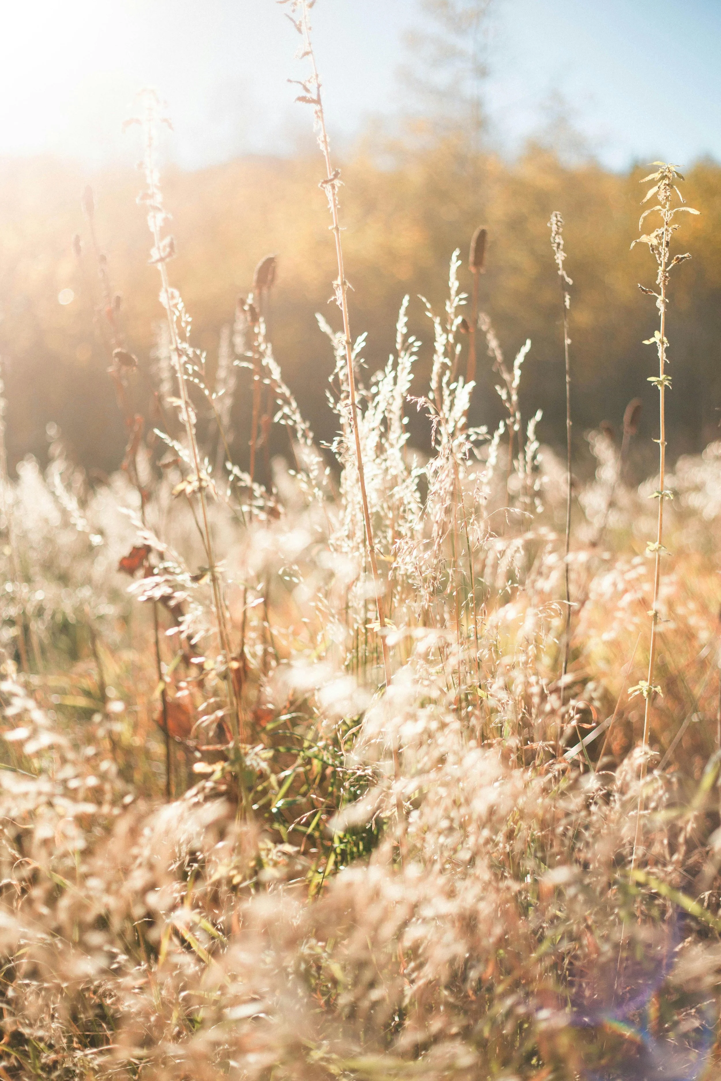 Sunlight shining on tall wild grasses in a field during golden hour.