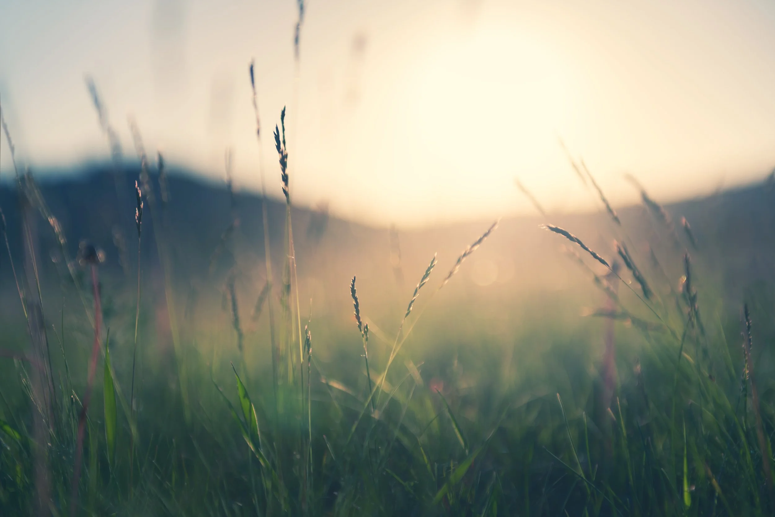Close-up of grass blades in a field at sunset with blurred hills in the background.