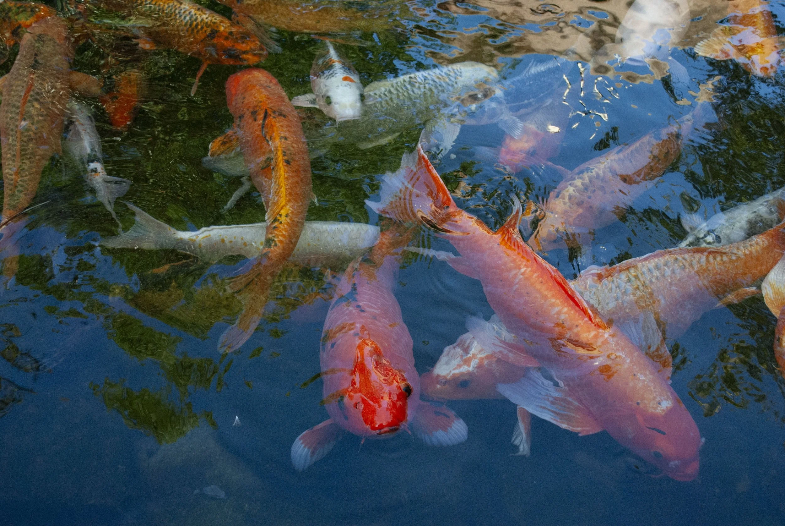 cute.lil.fish2 Opaque 3.JPG