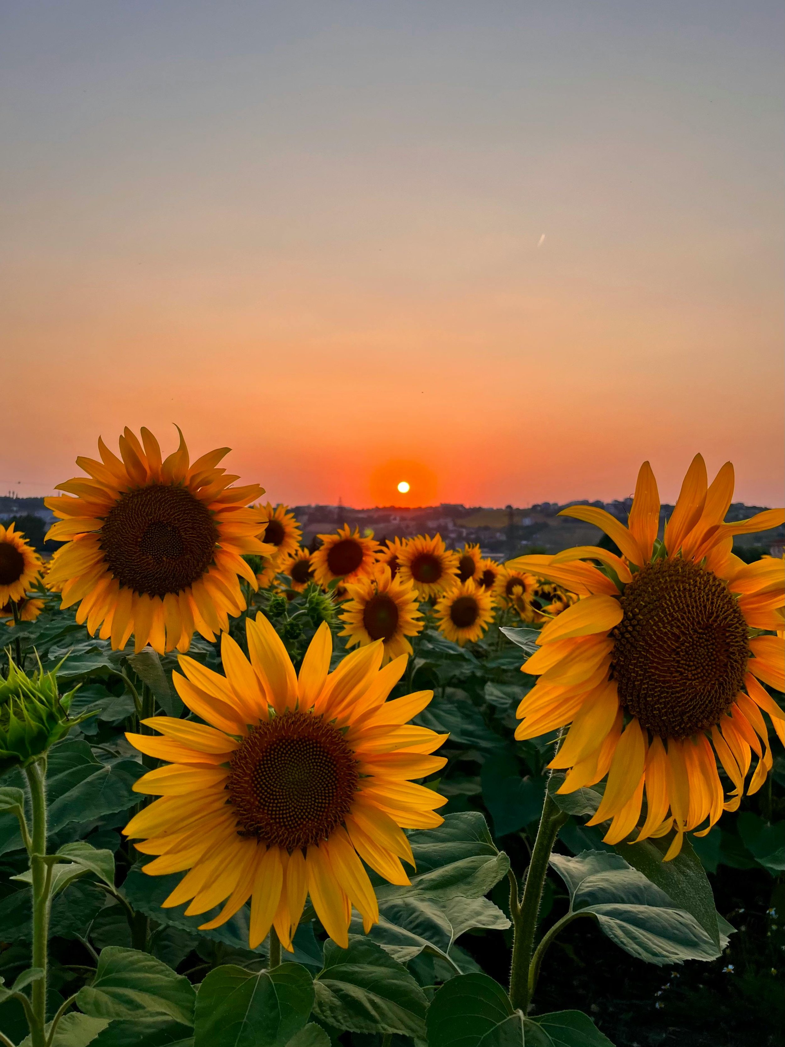 The Sunflowers | 21st of Feb 2026 | Price: AED 294 approx.