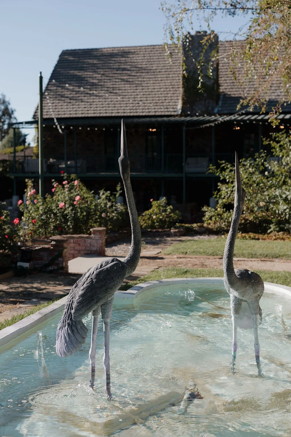 Two metal sculptures of herons standing in a small backyard pond, with a house and garden with roses in the background.