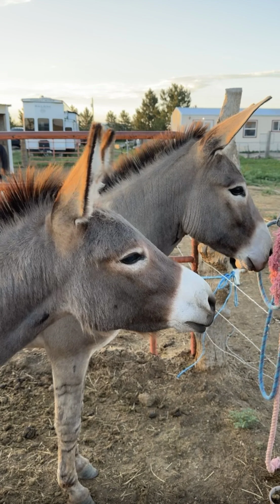 Two donkeys are standing outdoors on a dirt surface, tied with ropes, with a fence and recreational vehicles in the background, during a sunset or late afternoon.