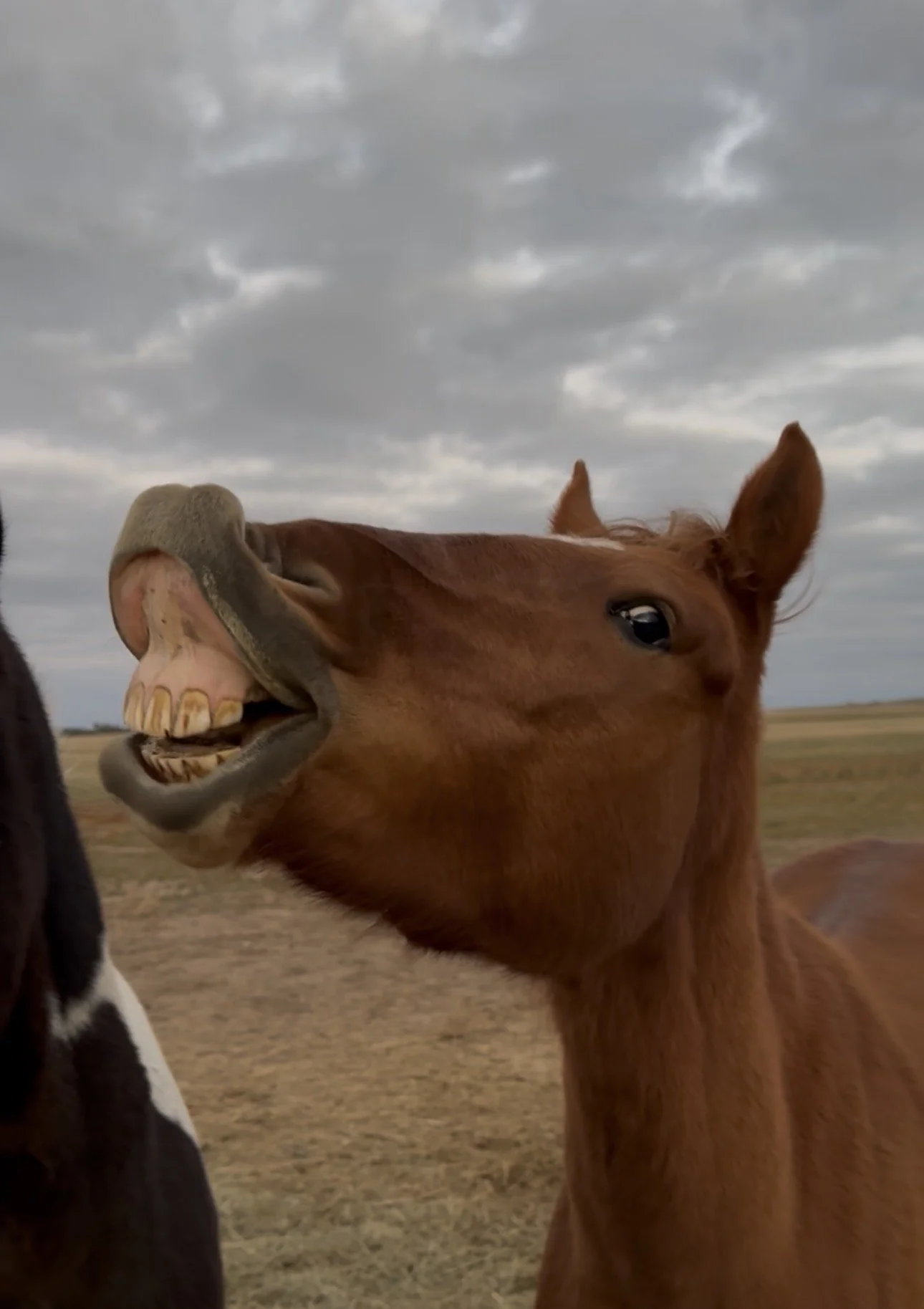 A foal with its mouth open, showing its teeth, standing outdoors on a cloudy day.