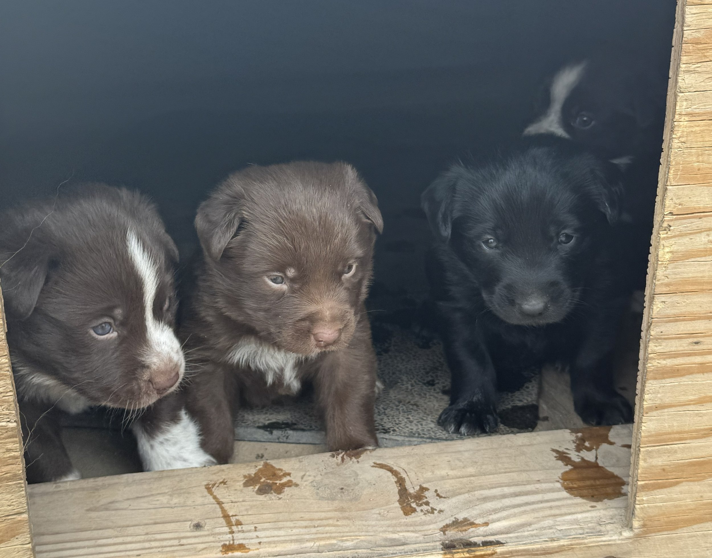 Four puppies inside a wooden shelter, looking out at the camera.