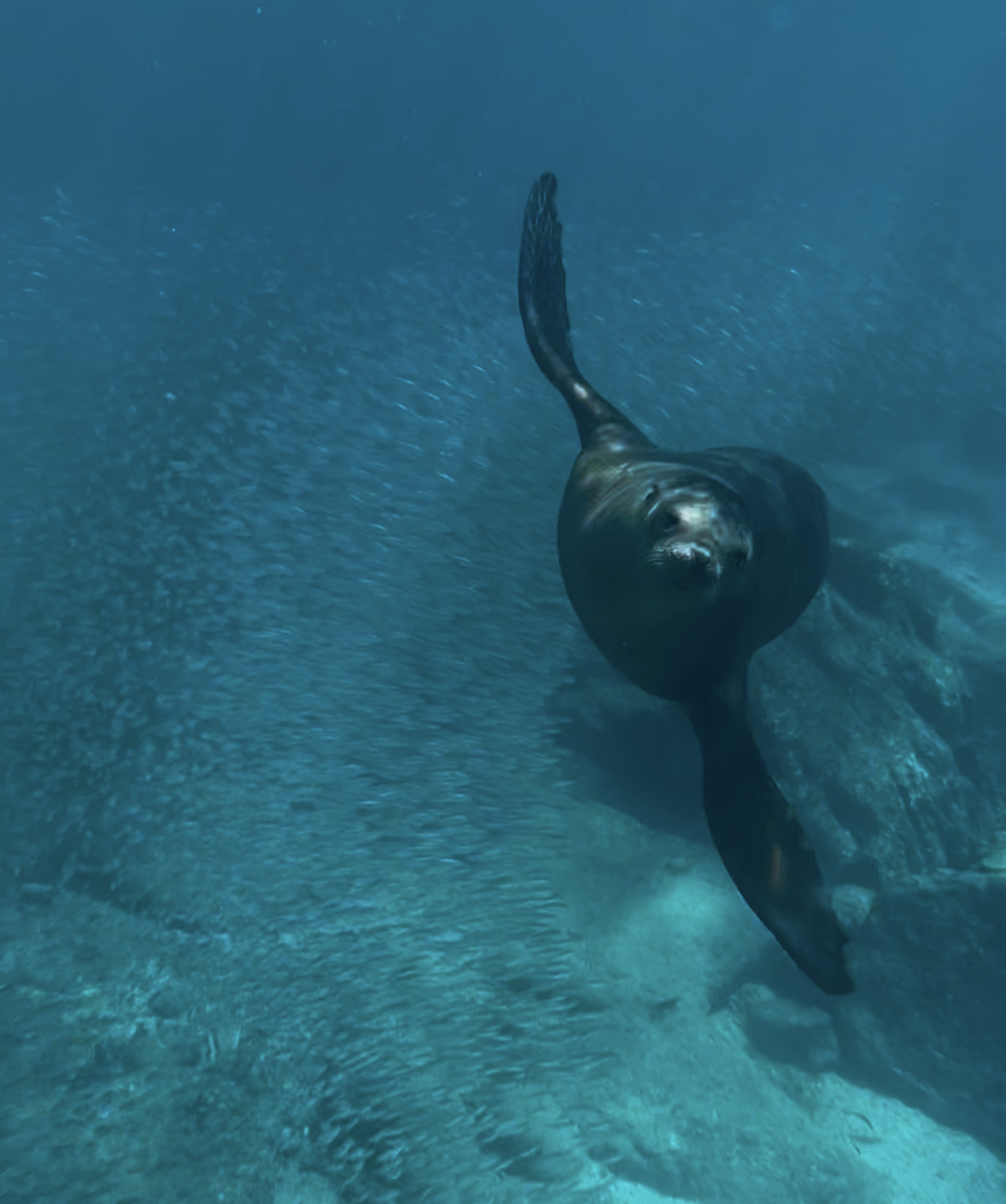 Swimming With Sea Lions in La Paz, Mexico: What to Know Before You Go