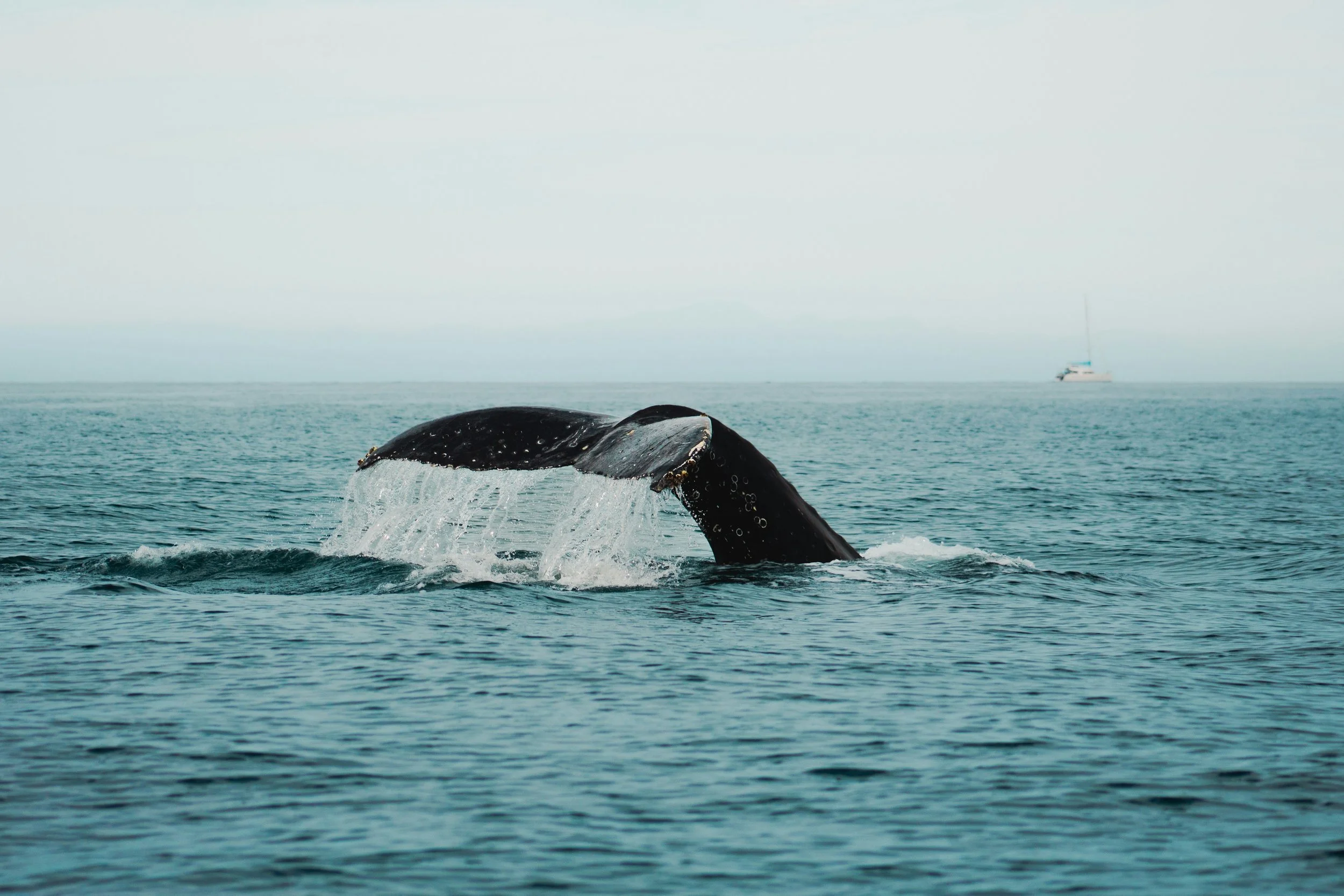 La Paz From December to March: The Best Winter Water Adventures