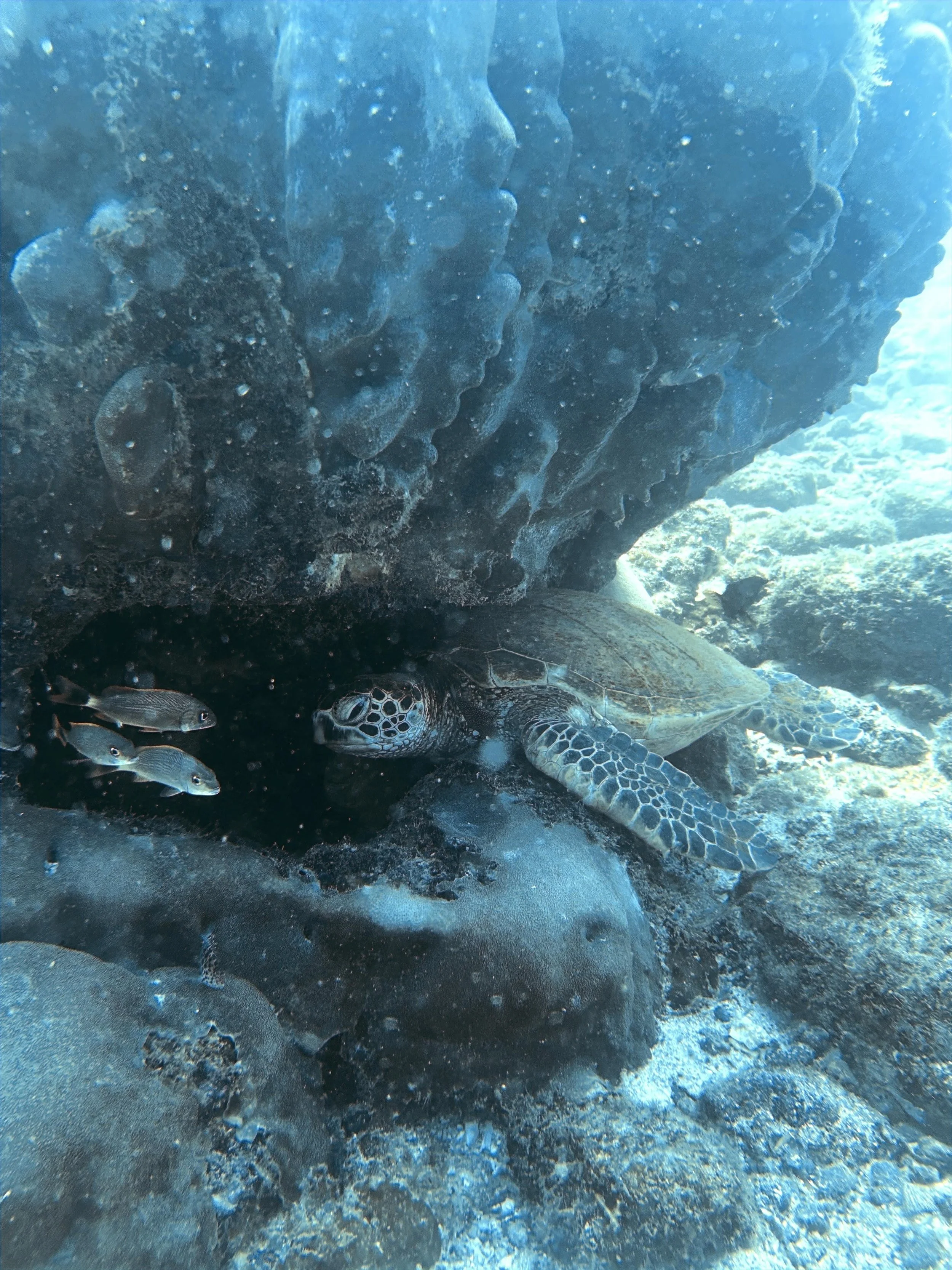 A sea turtle under water near rocks with small fish swimming nearby.