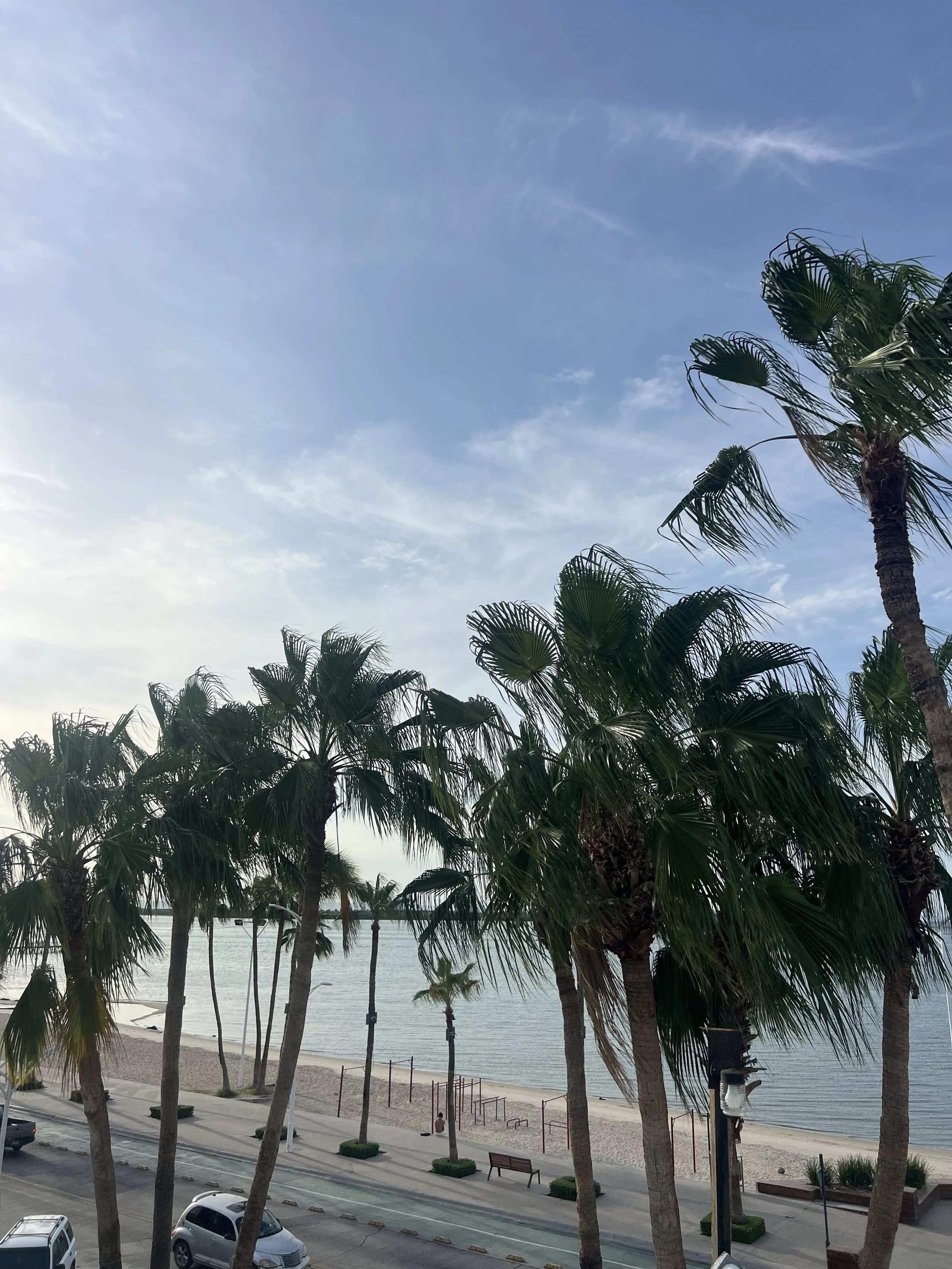 View of a beach with palm trees along the shoreline and a parking lot with cars in the foreground, under a partly cloudy sky.