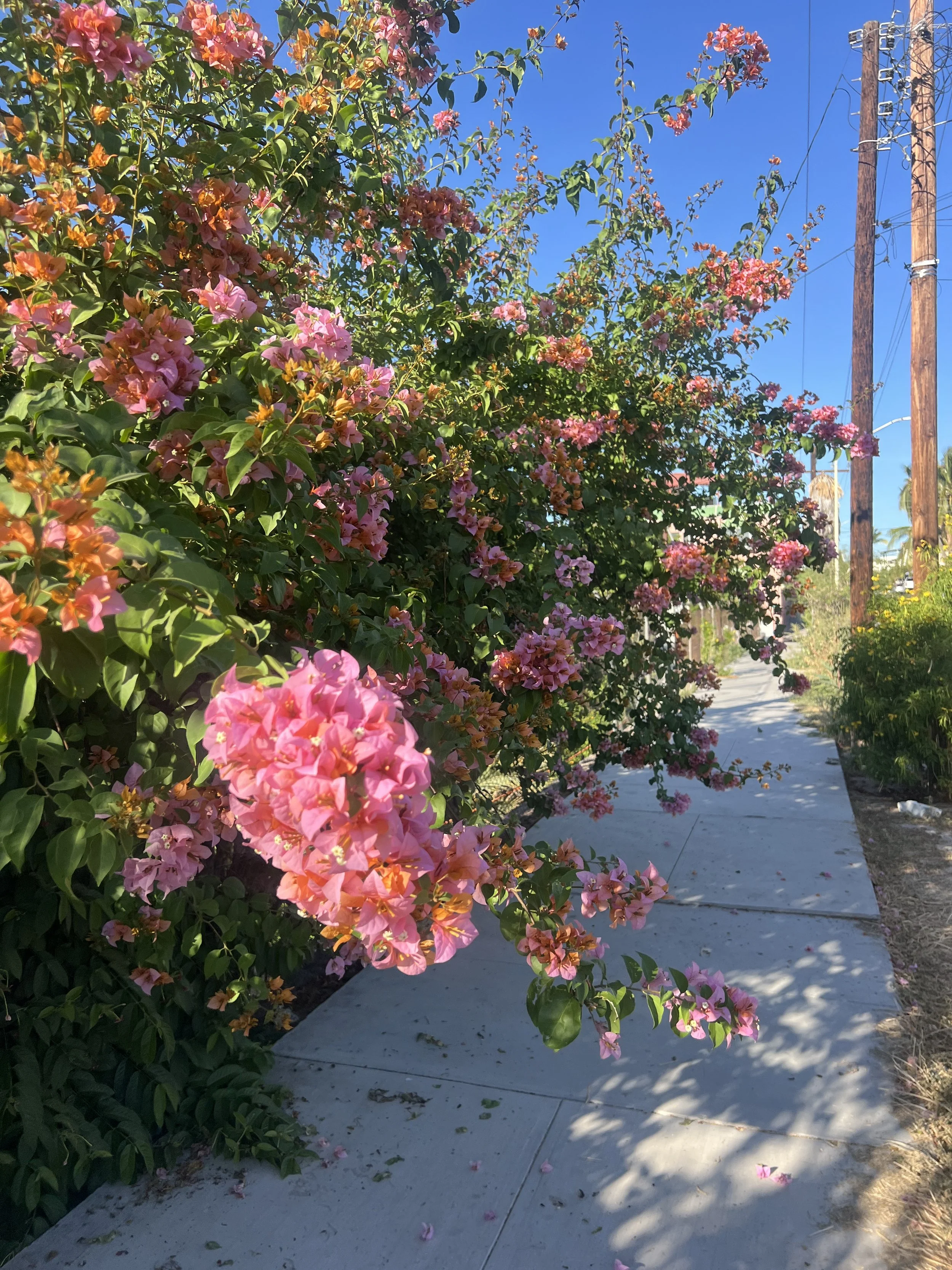 Colorful blooming bougainvillea plants along a sidewalk under a clear blue sky with utility poles in the background.