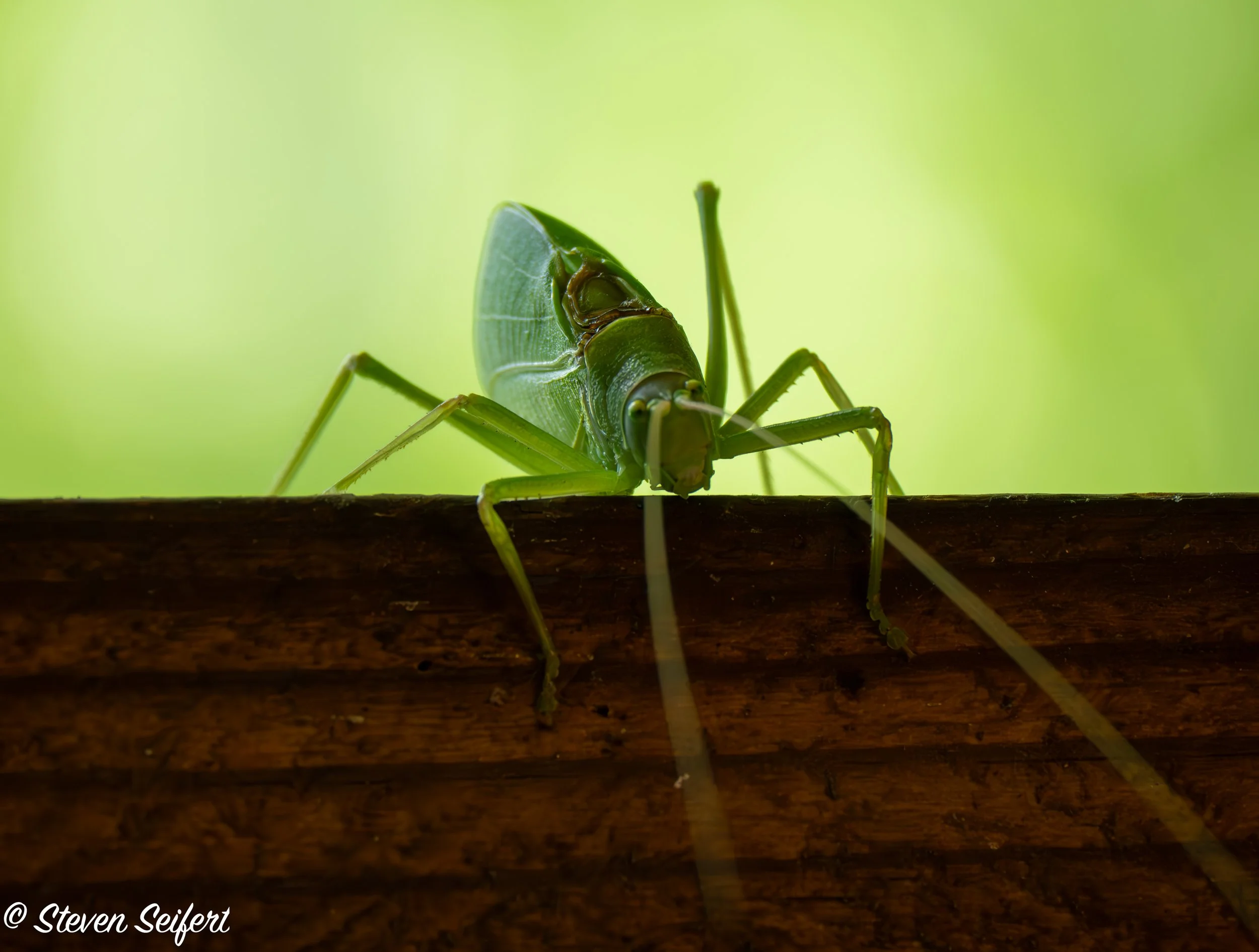 Catydid20251.jpg