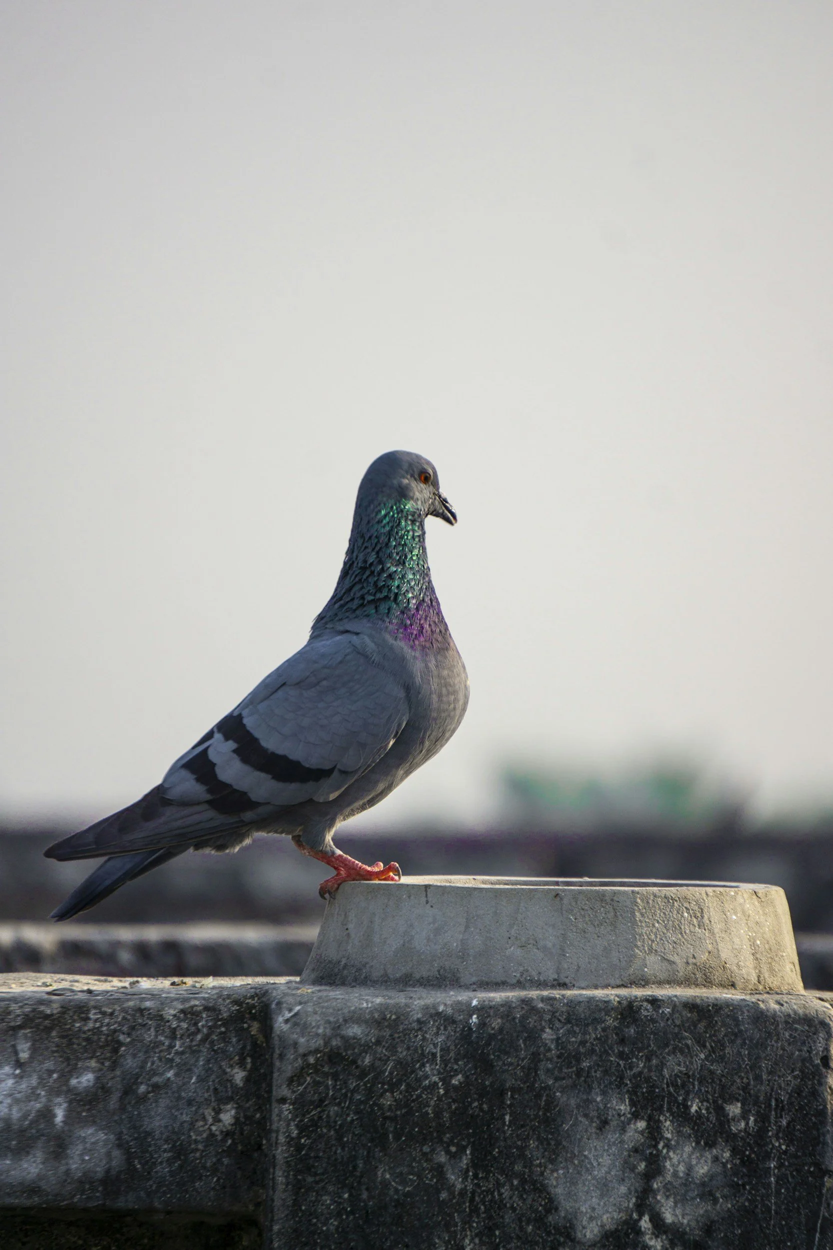 A pigeon with iridescent feathers perched on a concrete surface in front of a blurred, pale background.