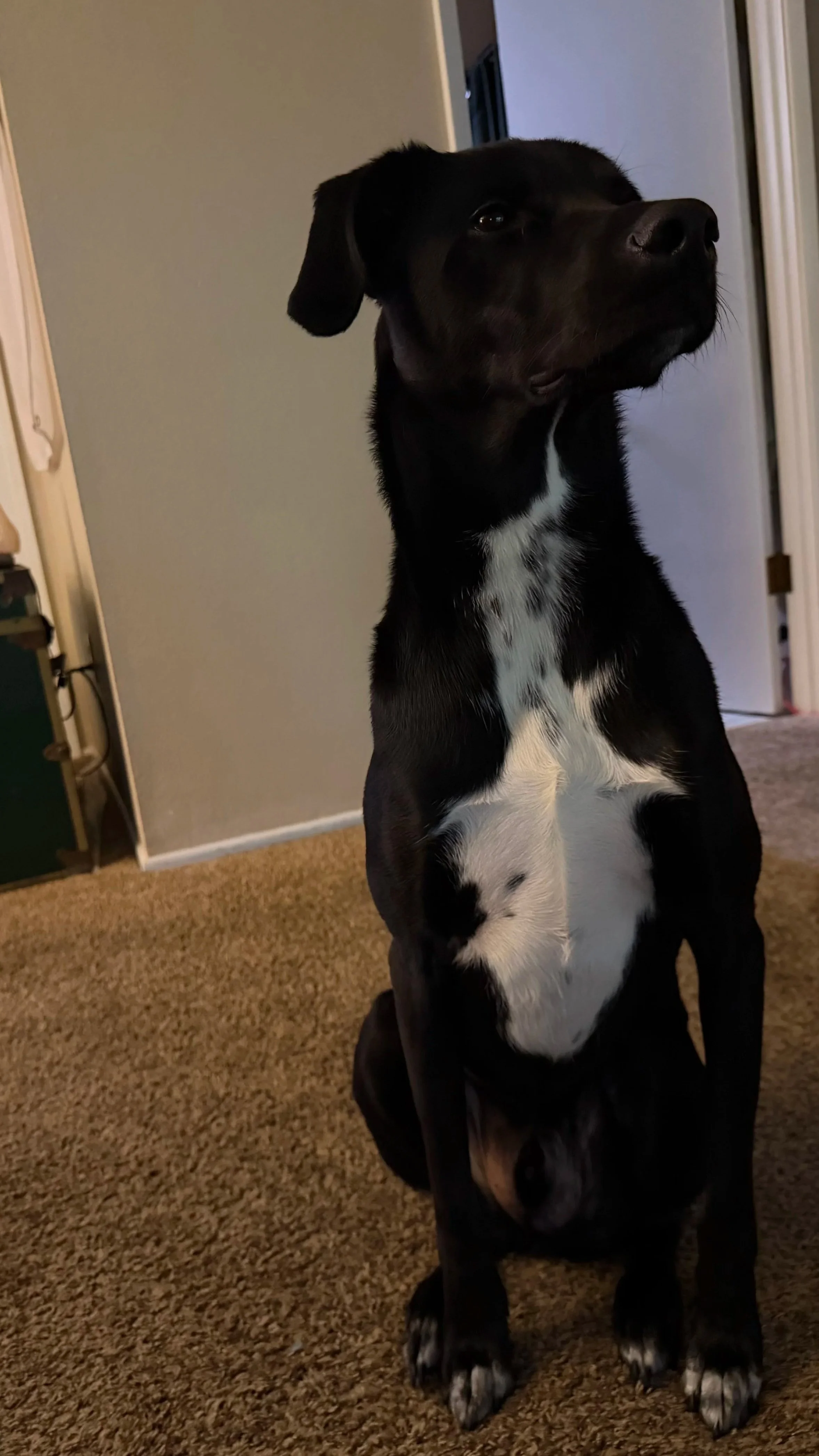 A black dog with white markings on its chest sits upright and proper on a carpeted floor in a room with beige walls and a doorway.