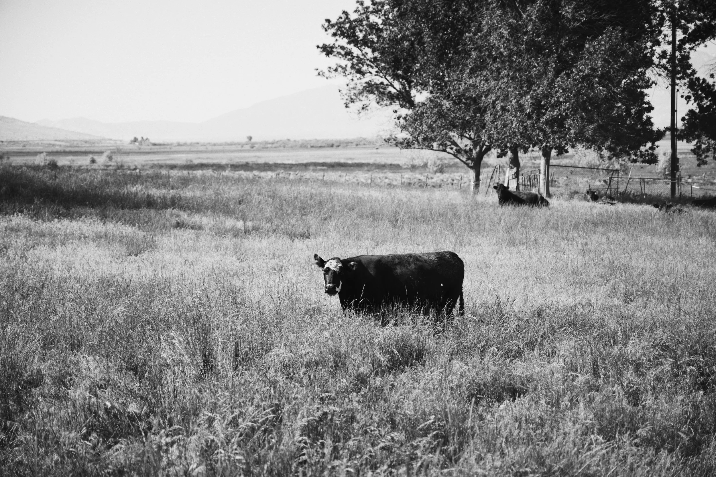 C5D51739-256E-4C3B-8417-FD4C7C9F01B6.JPG