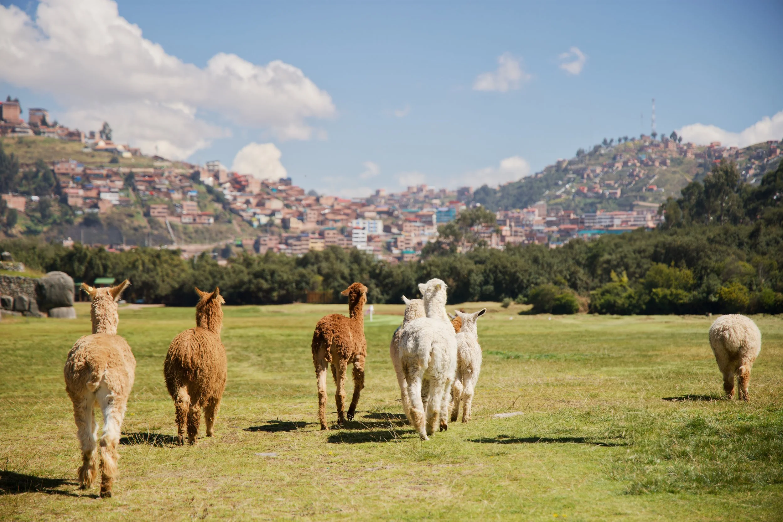 llamaupload-3.jpg