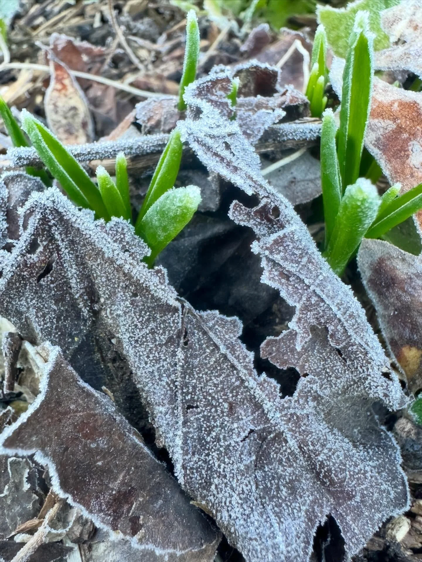 The cold never bothered me anyway&hellip;❄️❄️❄️
#notwhenthereisbeauty #bulbs #bluebells