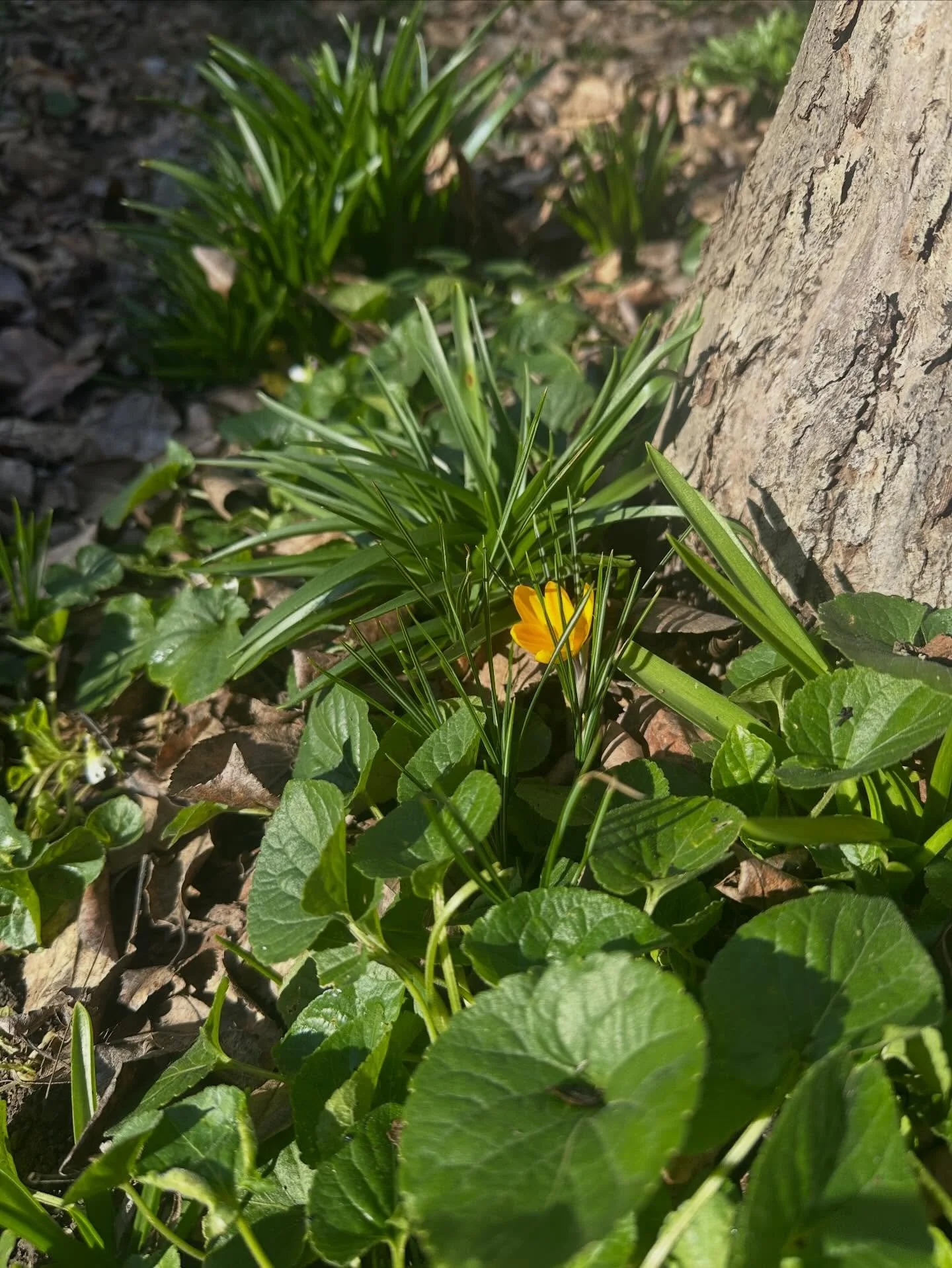 I sure do love bulbs. #crocus #violets #bluebells