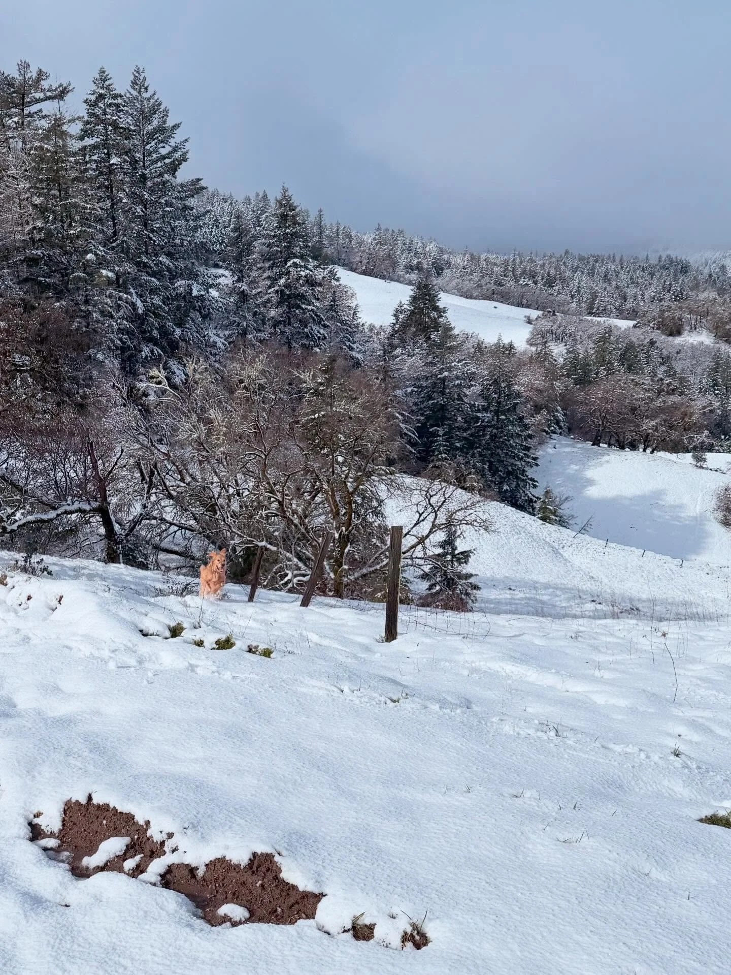 Enjoying the snow ❄️ #staycozy #goldenretriever #snow
