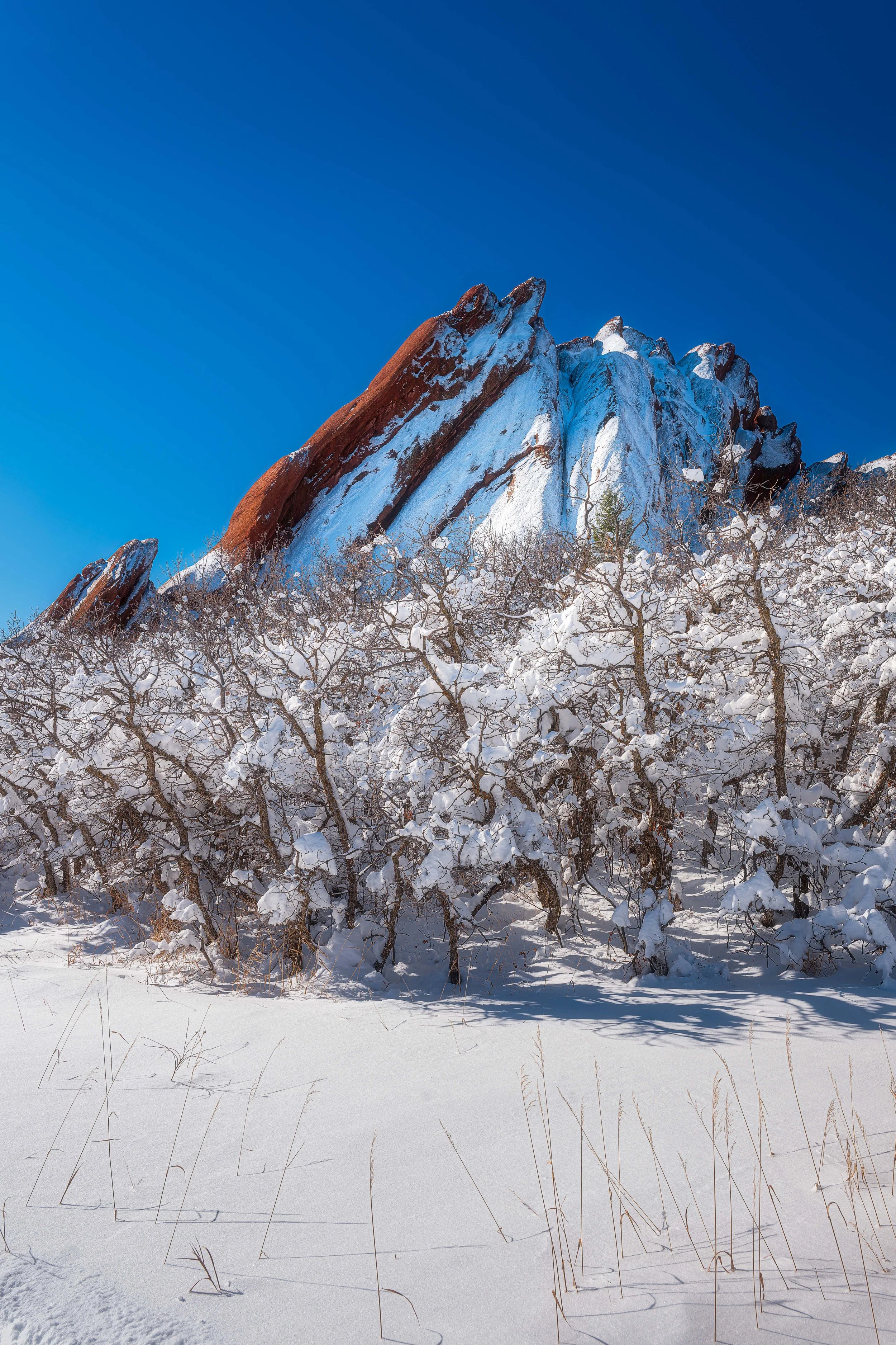 roxborough morning snow FINAL website.jpg