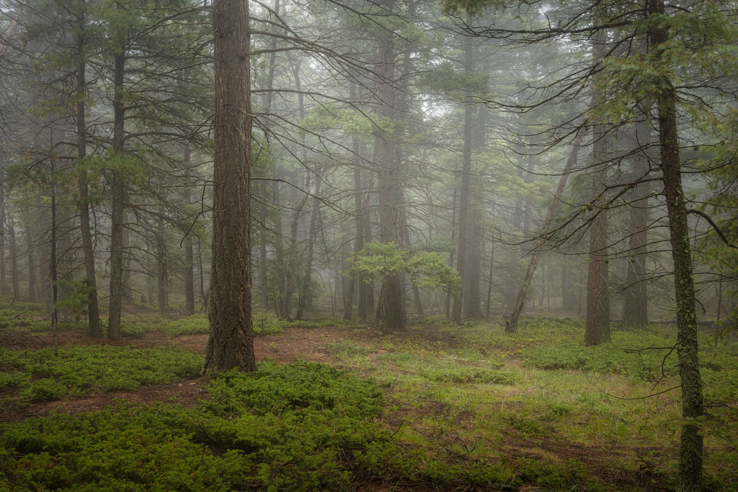 A foggy forest scene with tall trees, green shrubs, and a misty atmosphere.