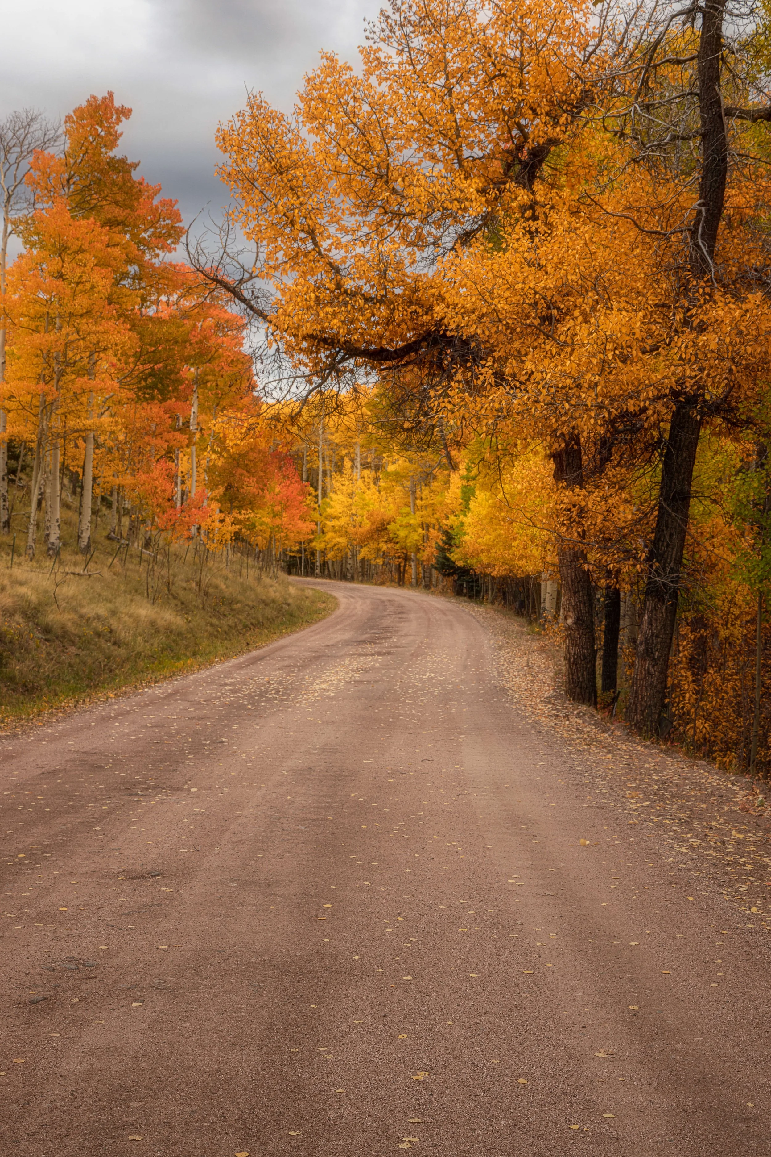 A winding dirt road through a forest of autumn trees with orange, yellow, and red leaves, under a cloudy sky.