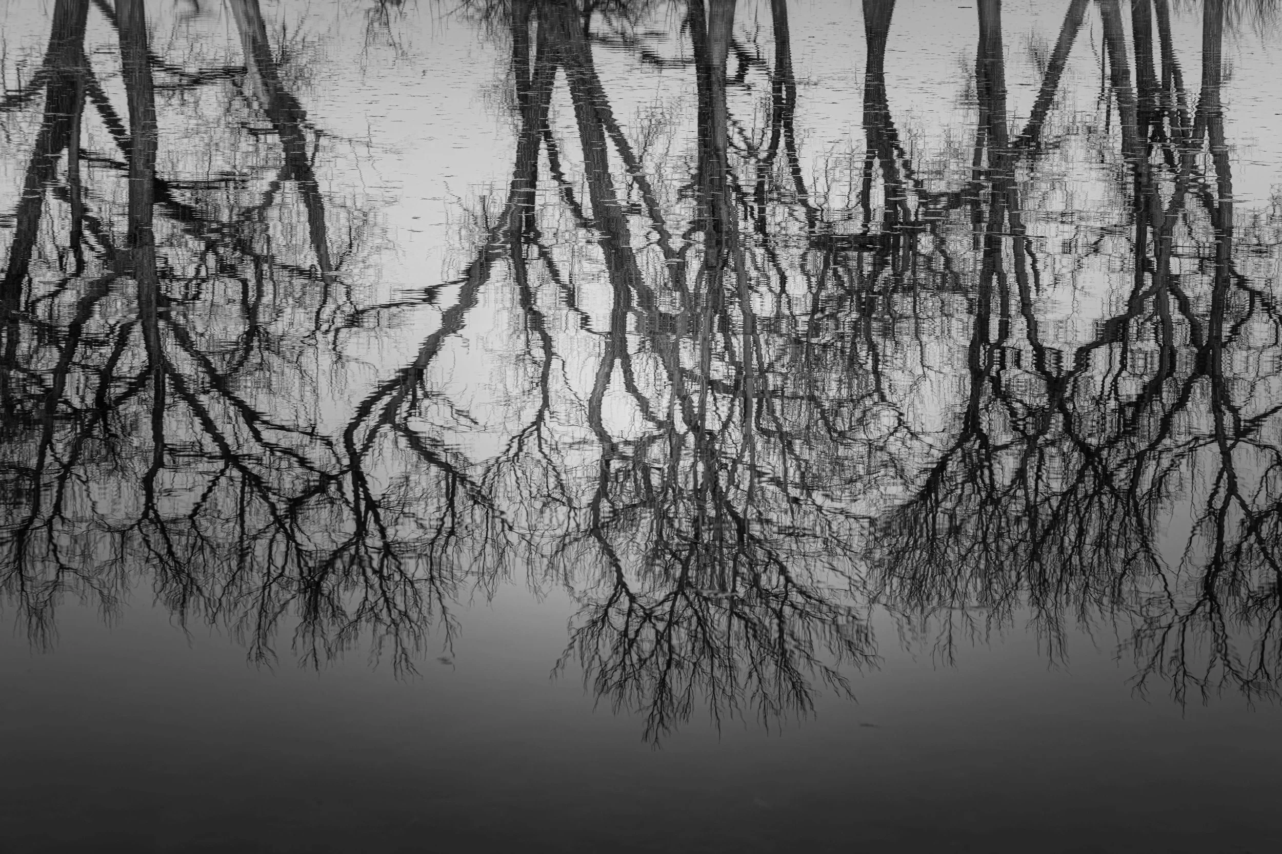 Black and white photo of leafless tree branches reflected in a calm body of water.