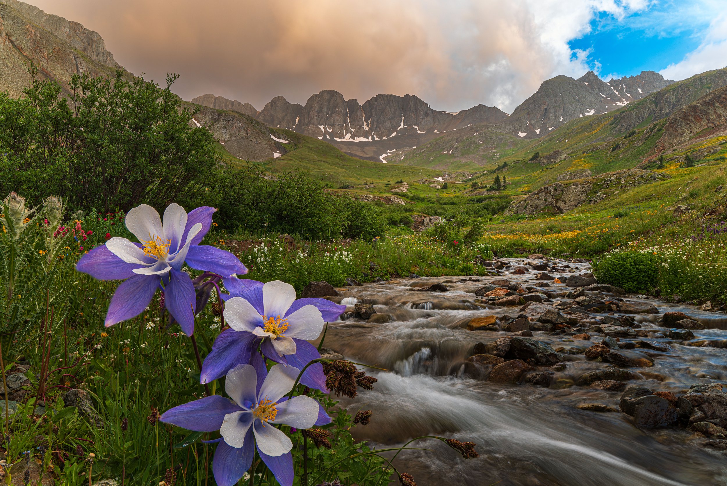 American Basin Columbine Landscape FINAL website.jpg