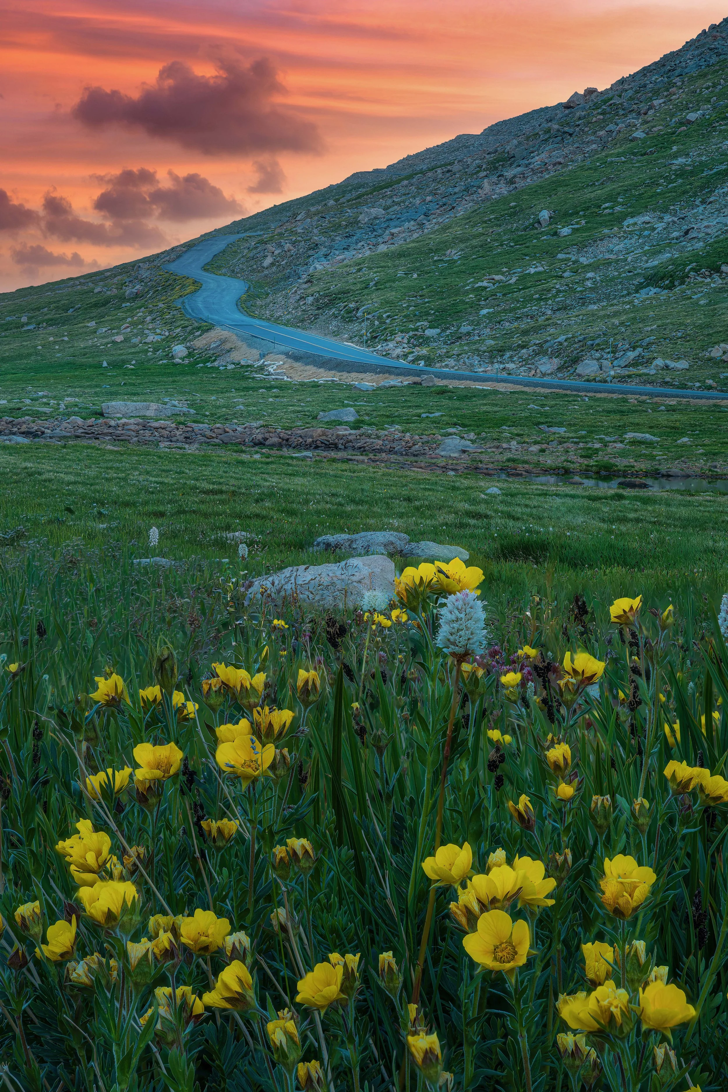 Mt Blue Sky Road And Flowers FINAL FINAL FINAL website.jpg
