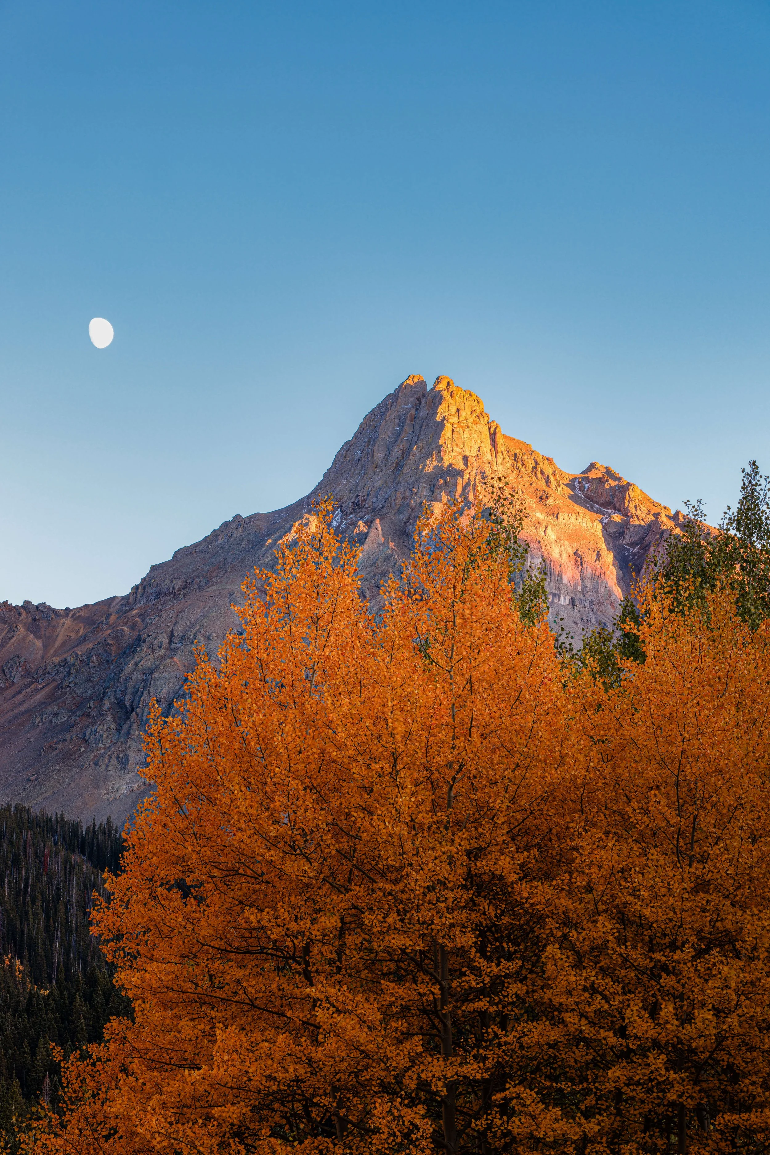 A mountain at sunset with orange trees in the foreground, a clear sky, and the moon visible in the sky.