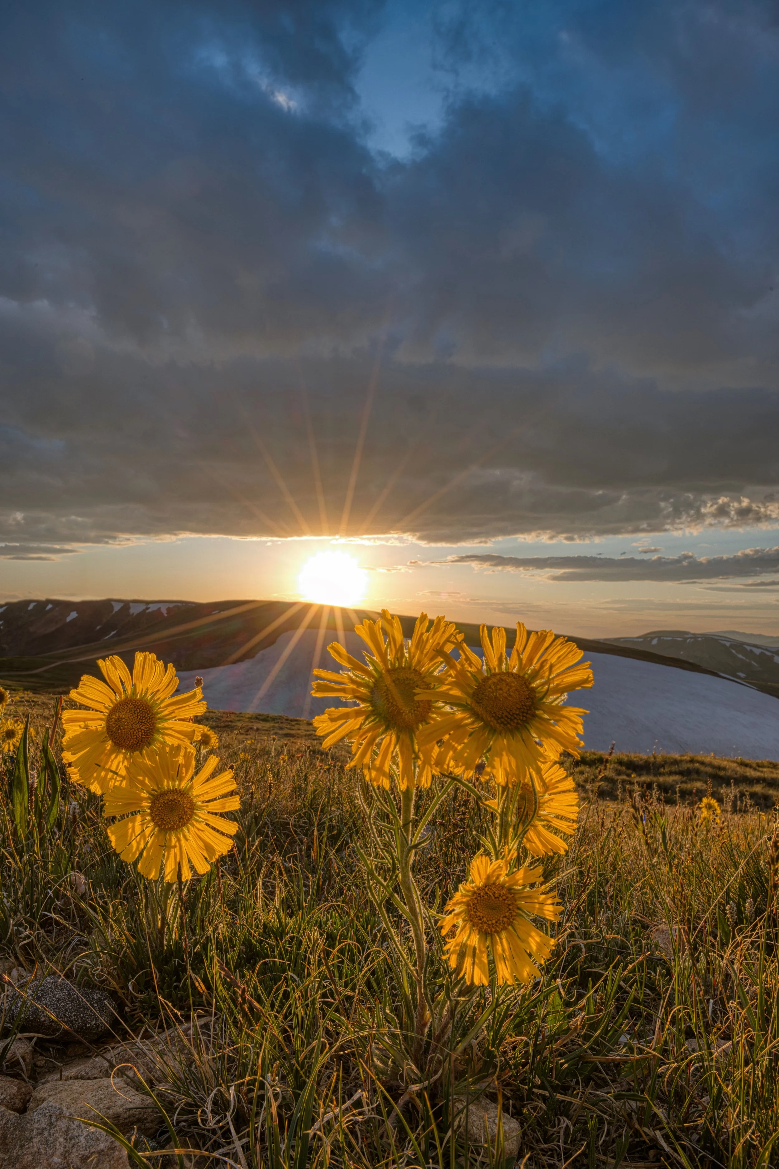 Yellow wildflowers in a grassy field at sunset with clouds overhead and snow-capped hills in the background.