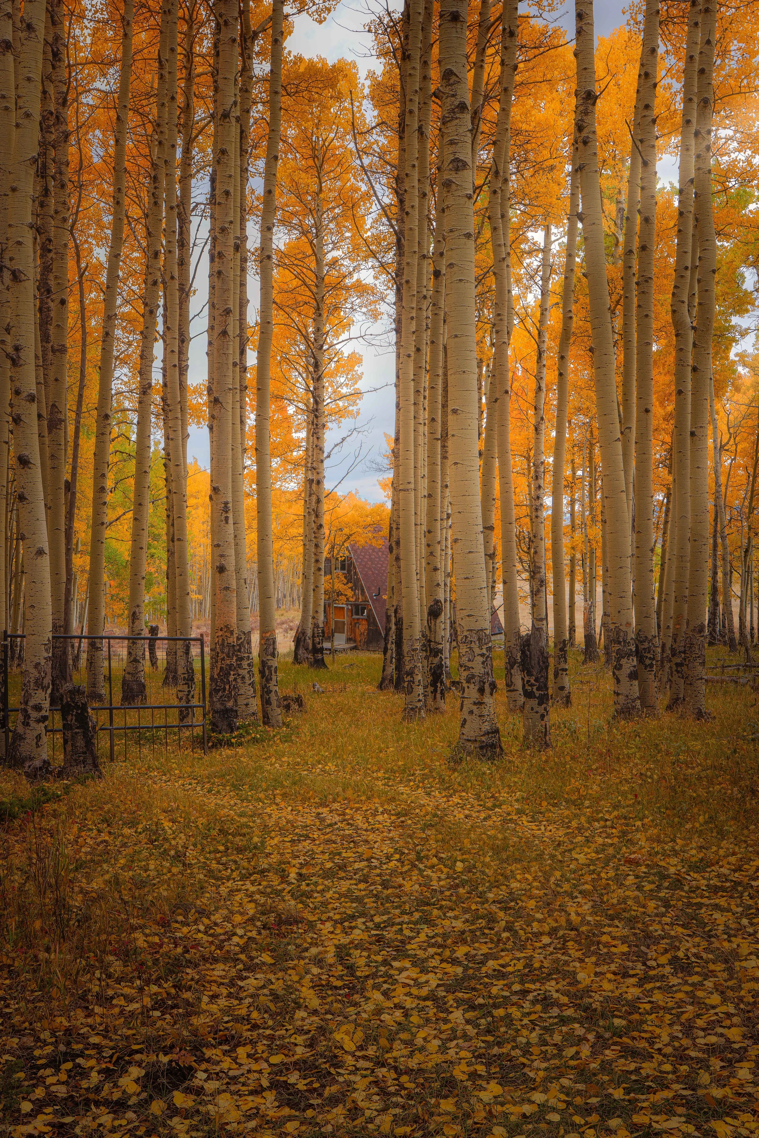 Leaves Like Lanterns