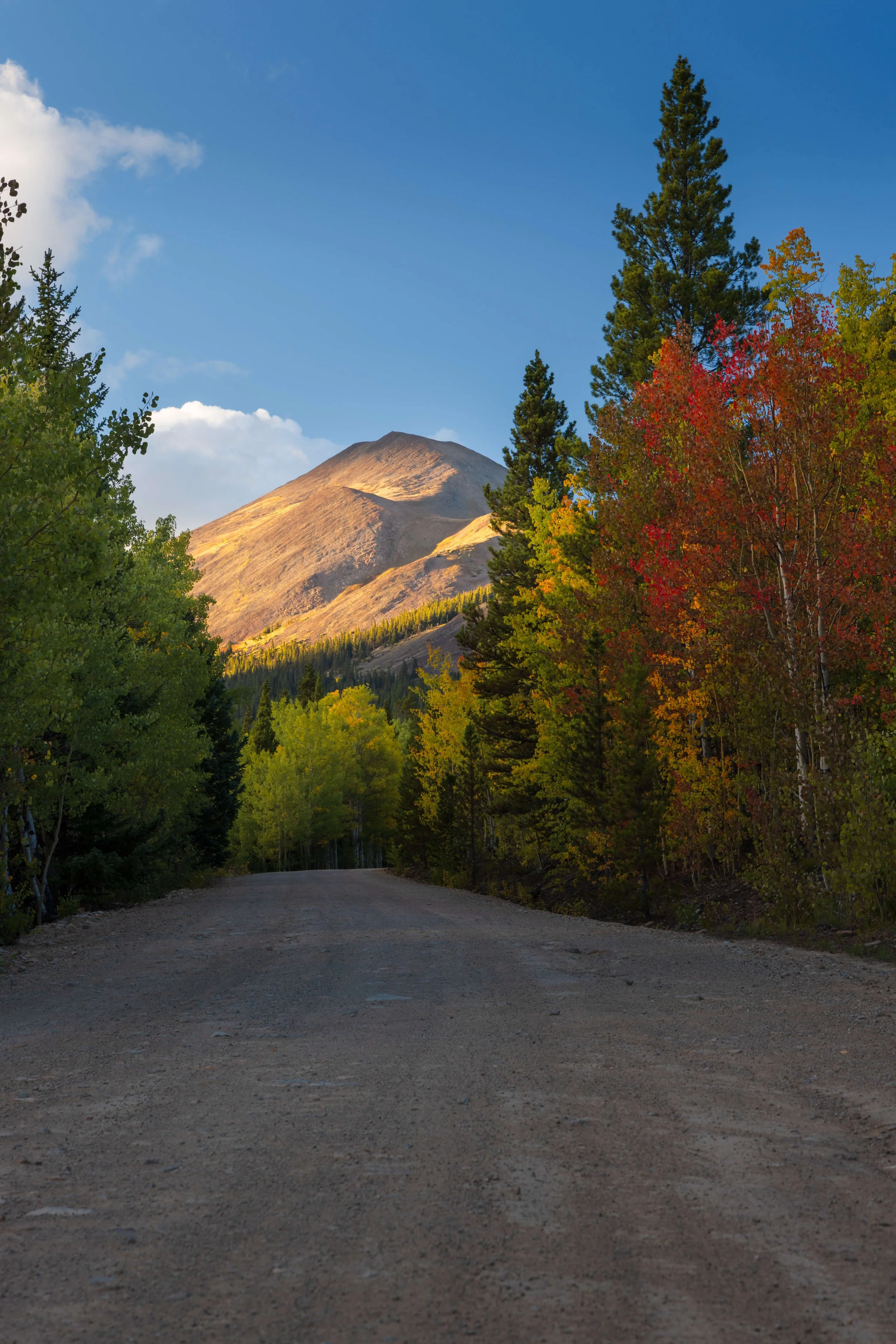 A dirt road surrounded by colorful autumn trees leading towards a mountain with a clear blue sky overhead.